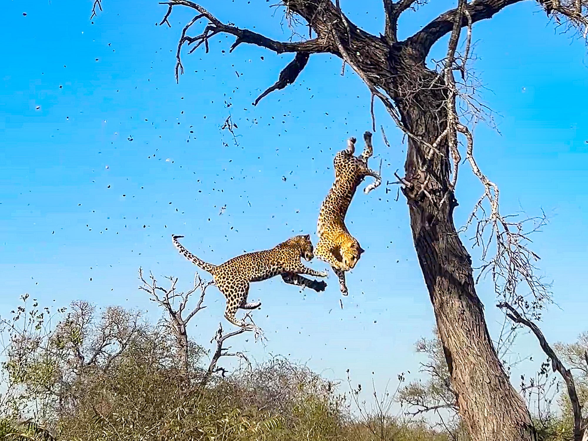 Leopard’s Fall Out Of A Tree During A Crazy Battle