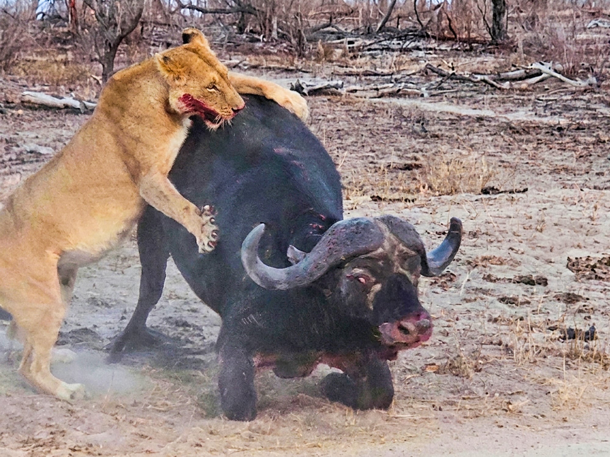 Buffalo Comes Back To Life To Escape From Lion 