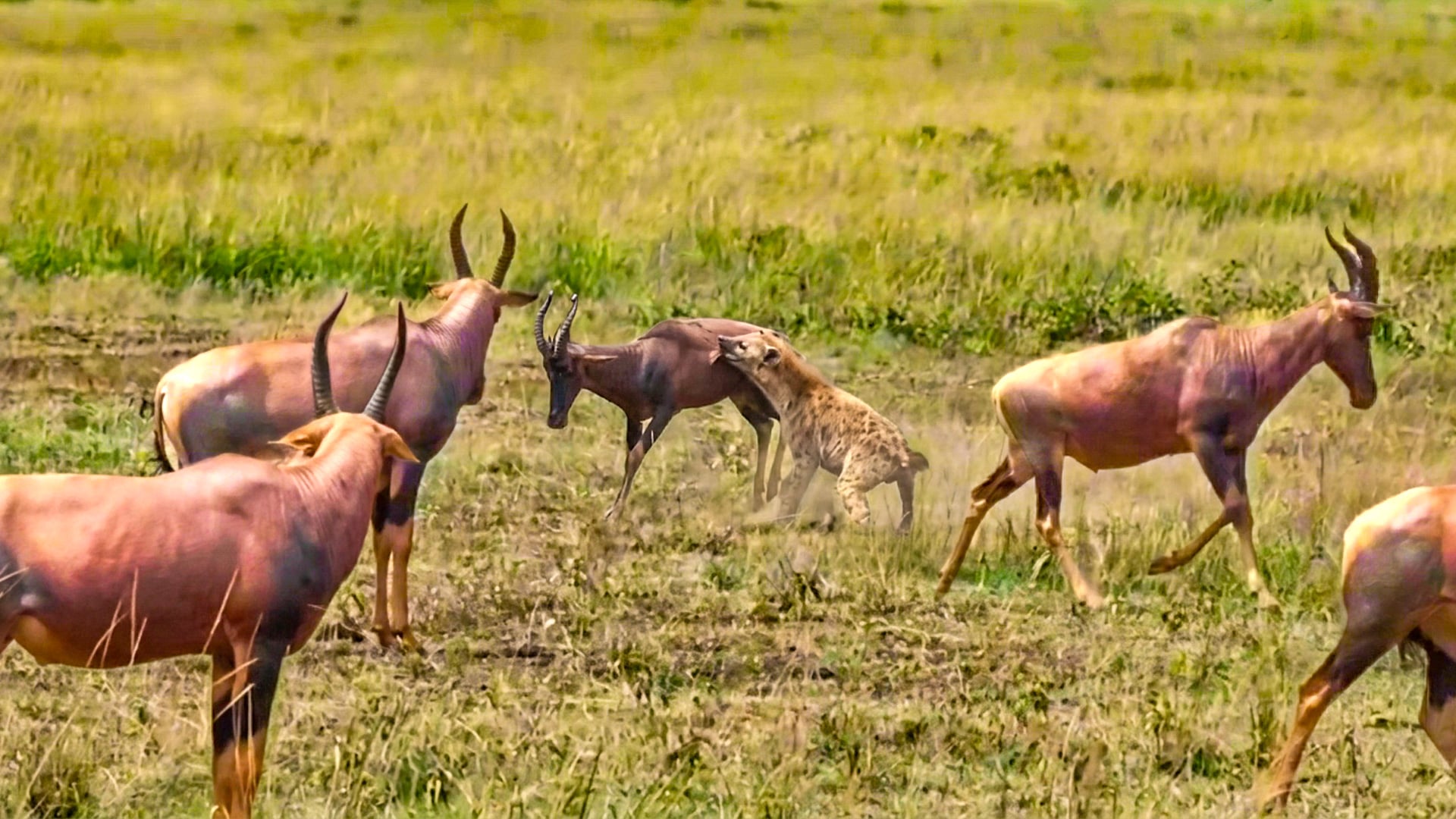 Bucks Watch As Hyena Takes Down Their Friend 