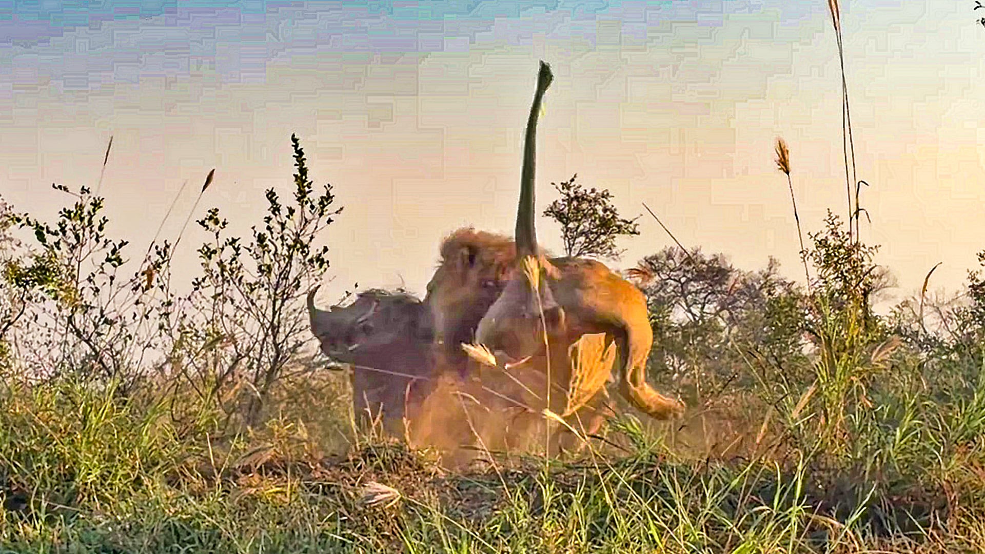 Male Lion Wrestles A Huge Warthog 