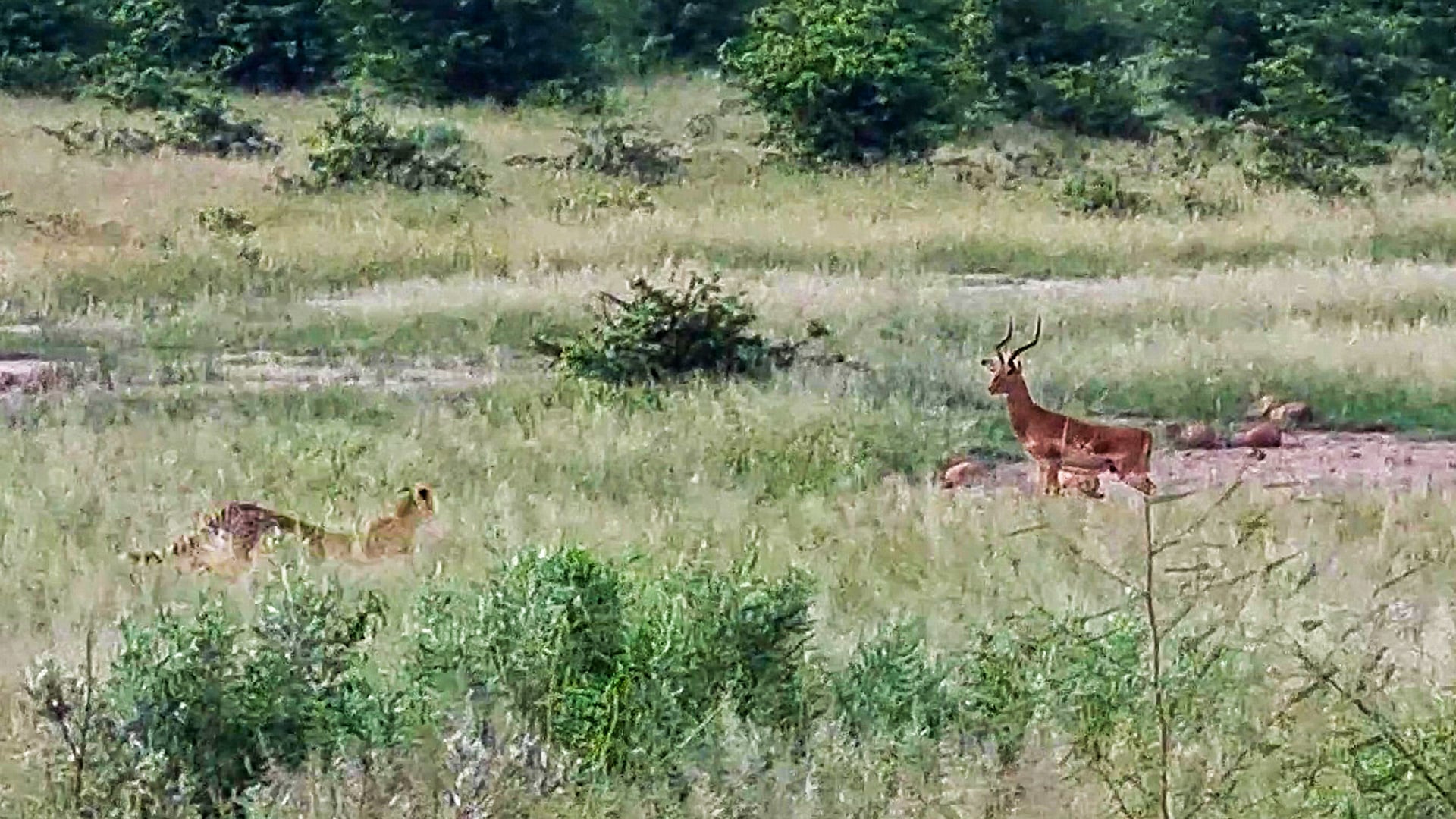 Cheetah Slowly Sneaks Up on an Impala