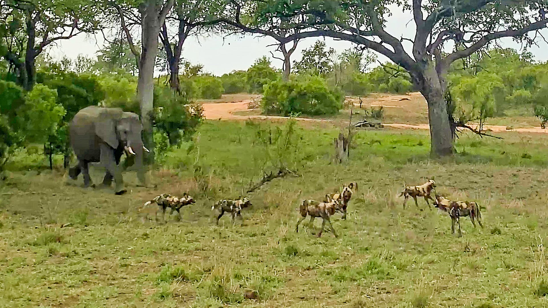 Angry Elephants Make Wild Dogs Run for Their Lives