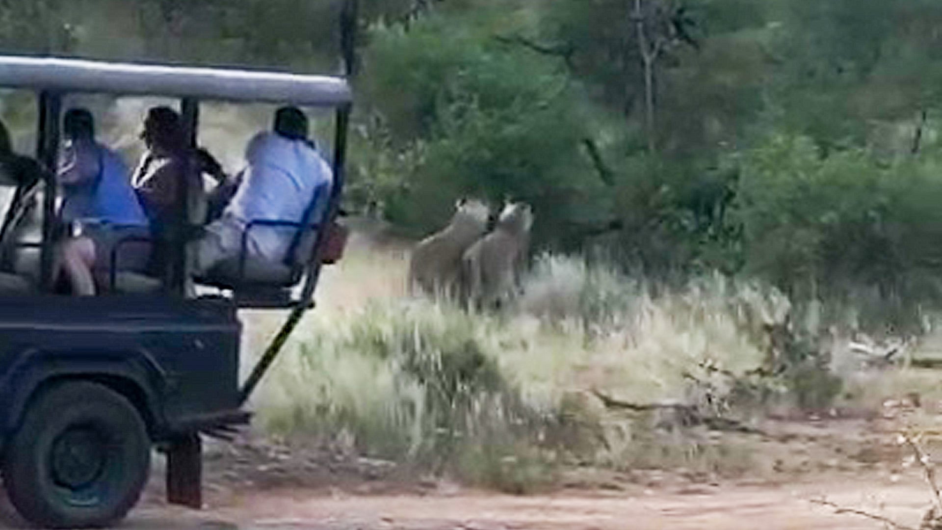 Lions Catch a Helpless Warthog