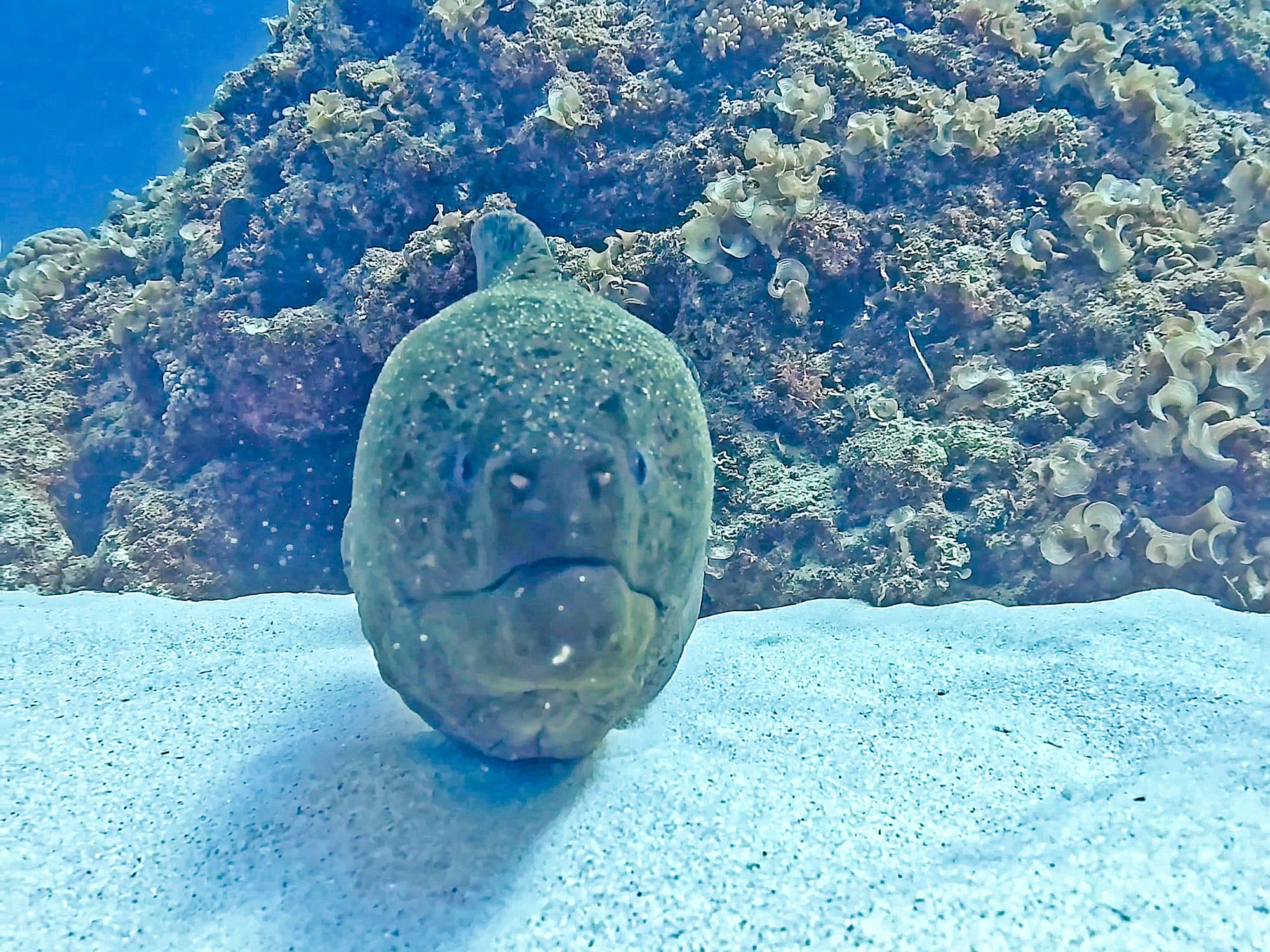 Angry Moray Eel Bites Diver!