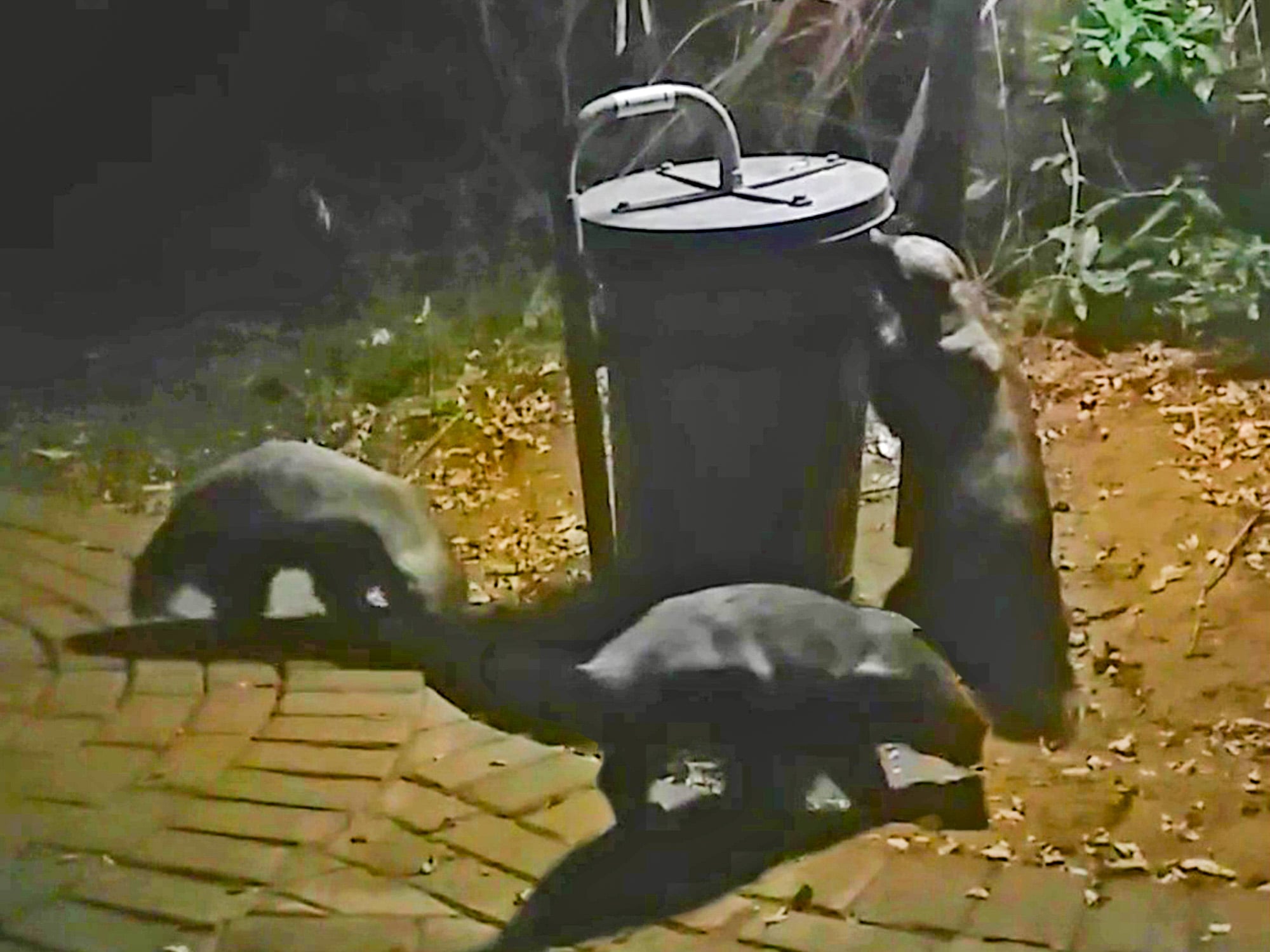 Clever Honey Badgers Outsmart an Animal Proof Bin