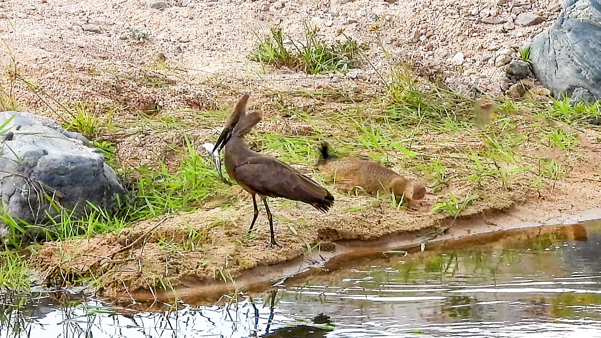 Mongoose Tries to Steal Fish From a Bird 