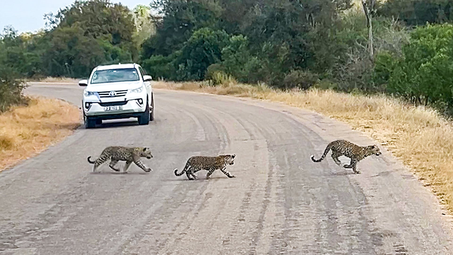 Leopard Mom Leads Her 3 Cubs Across the Road