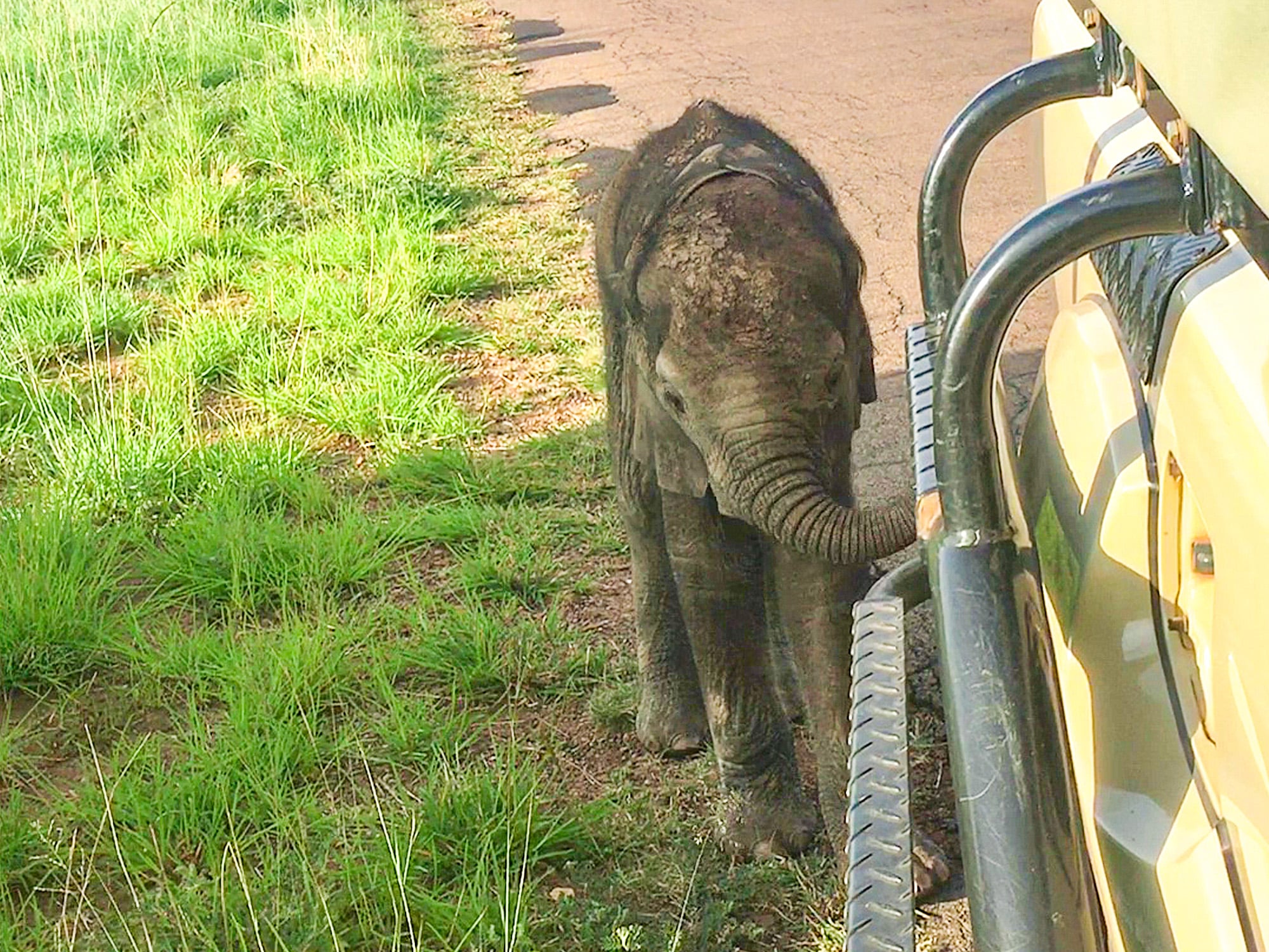 Elephant Mom Protects Her Baby from Tourists