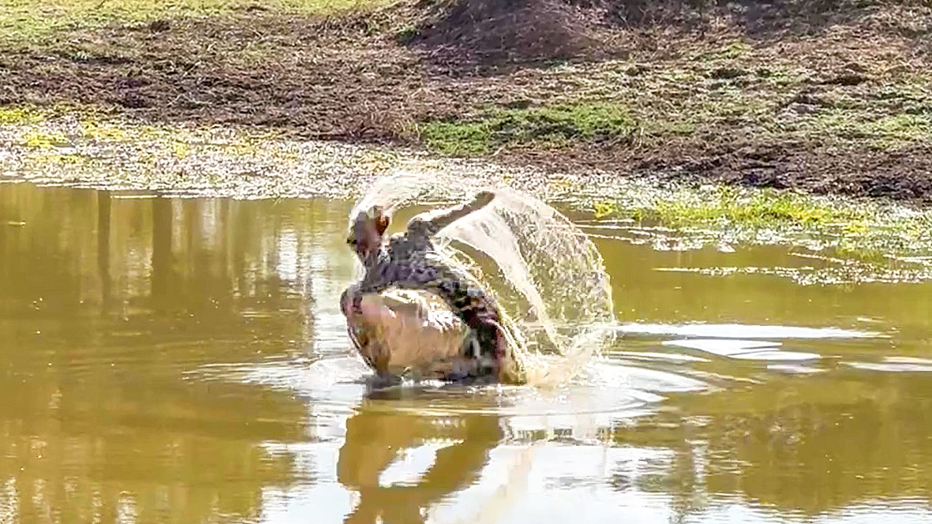 Crocodile Slams Leopard In the Water