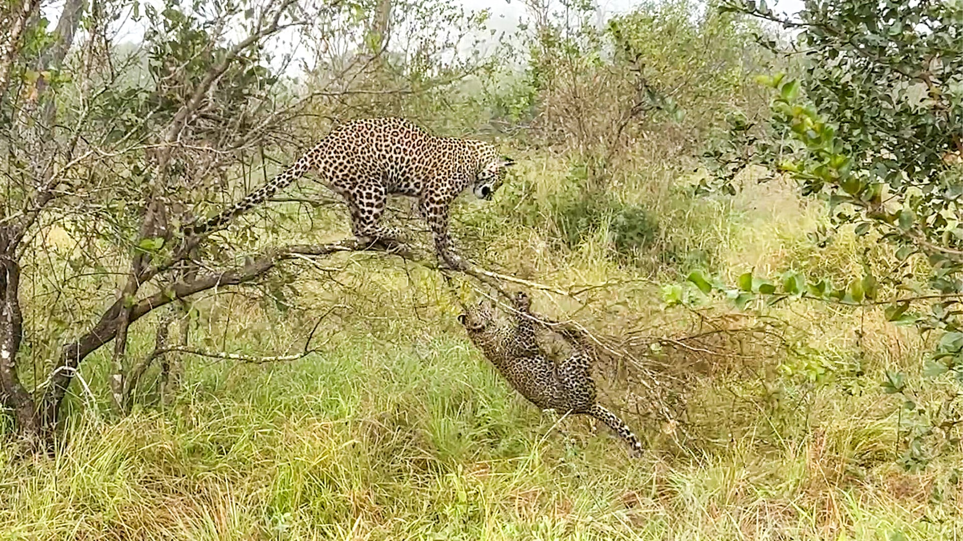 Adorable Leopard Cub Climbs All Over Mom