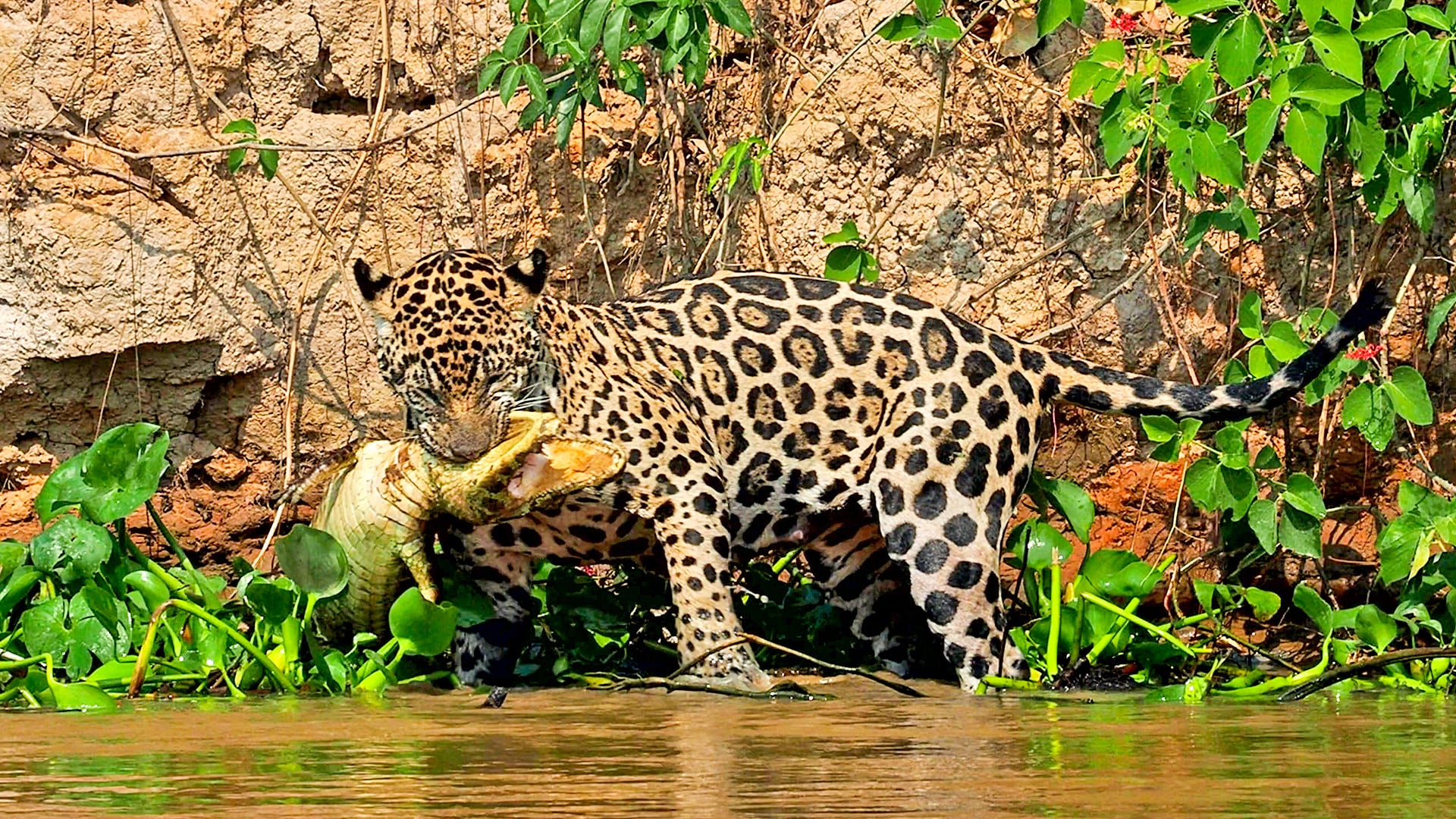 Jaguar Catches a Caiman In the River