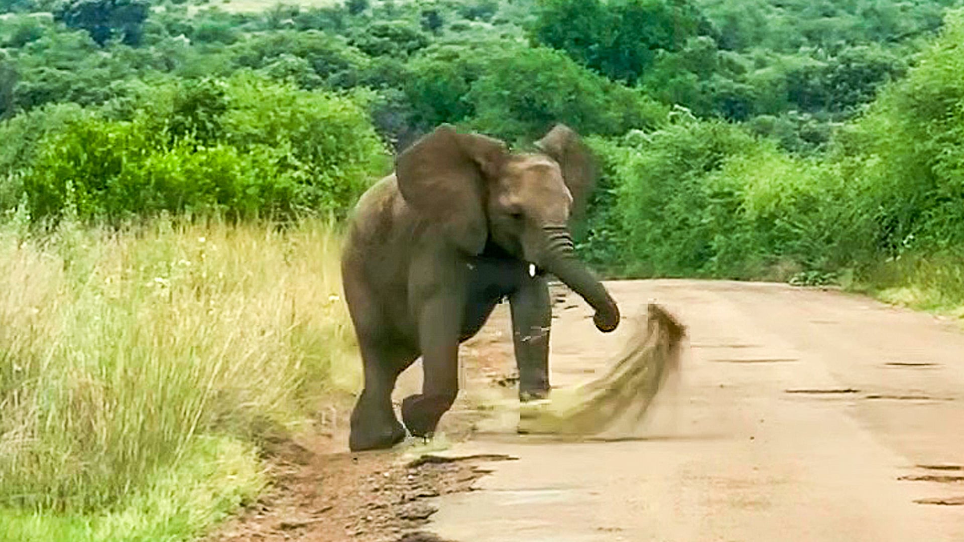 Elephant Uses Grass to Sweep The Road