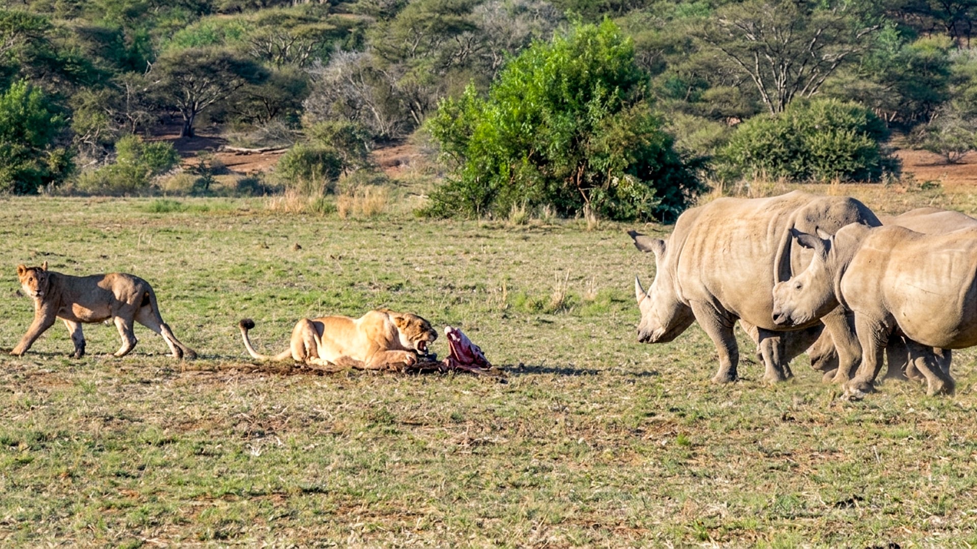 Curious Rhinos Bother A Lion Pride