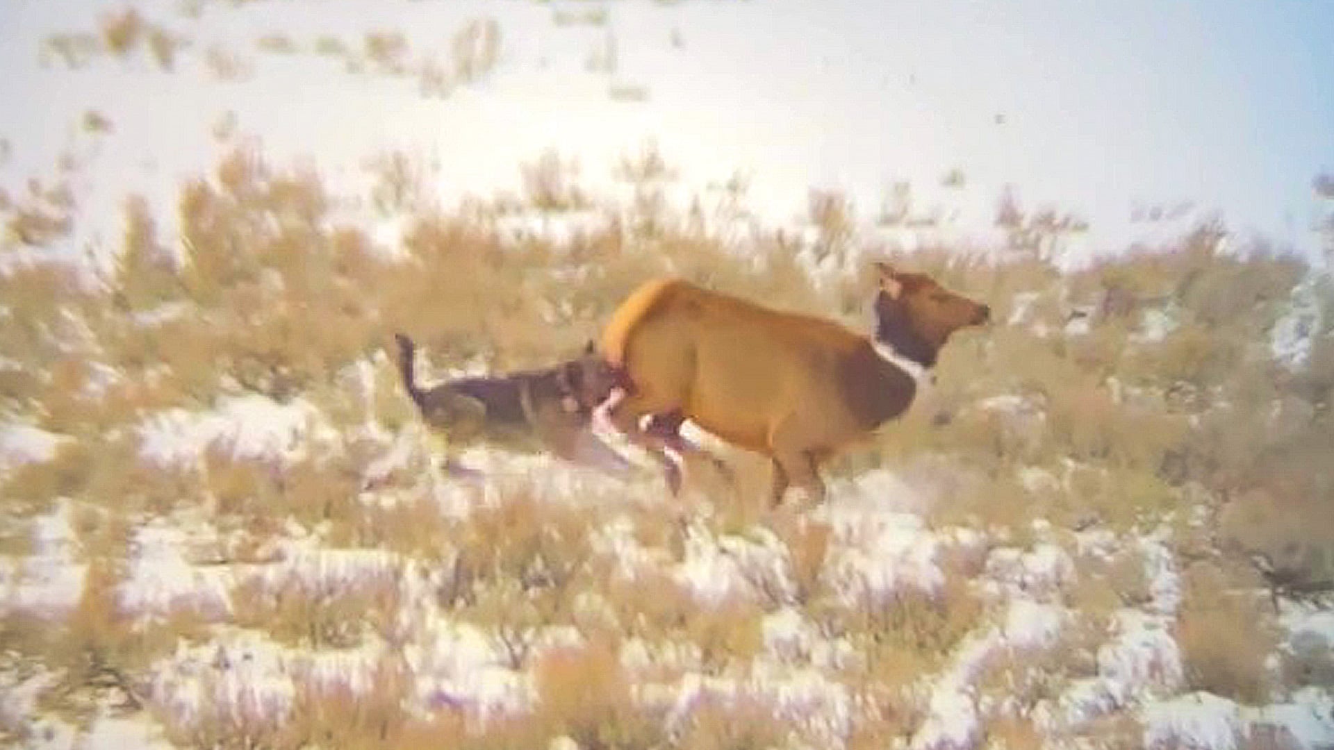 Black Wolf Bites Elk’s Butt