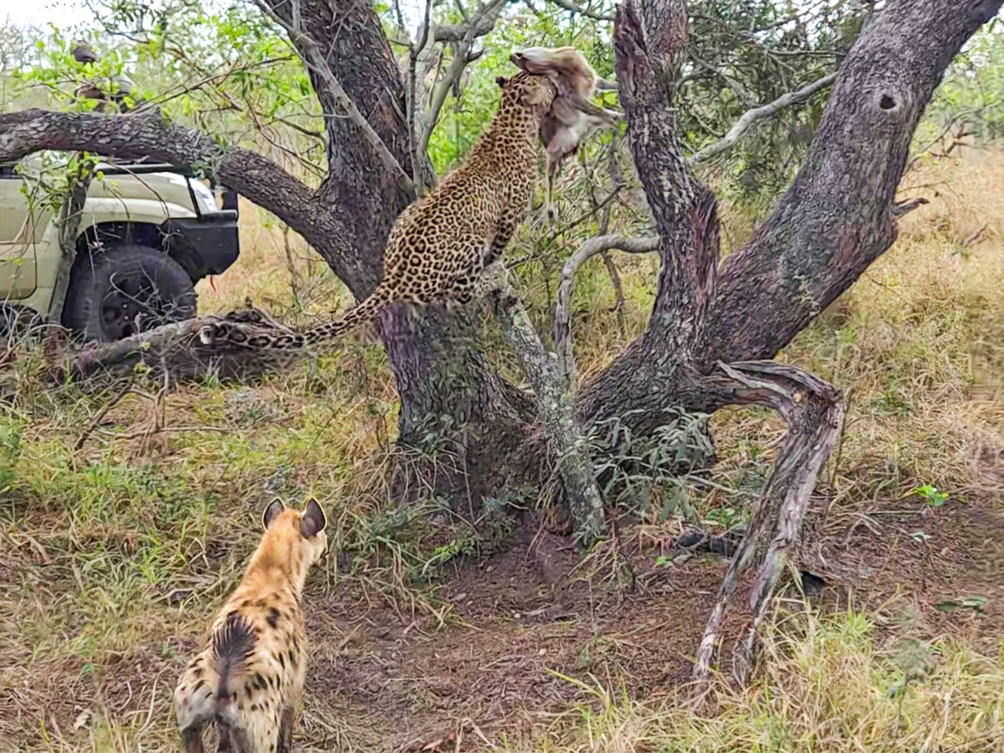 Leopard Bolts Up a Tree to Protect Meal from a Hyena