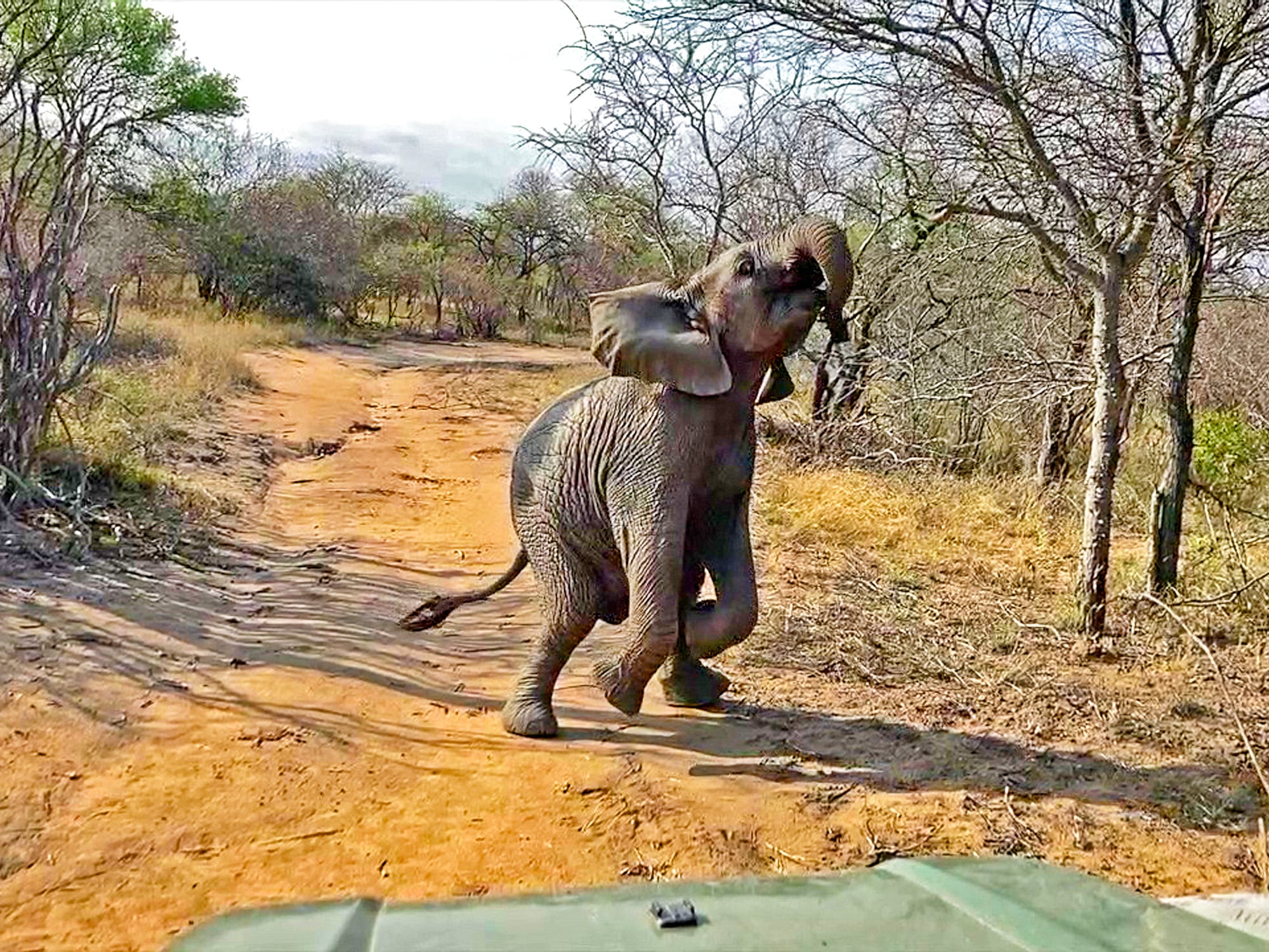 Cutest Baby Elephant Tries To Scare Away Guests