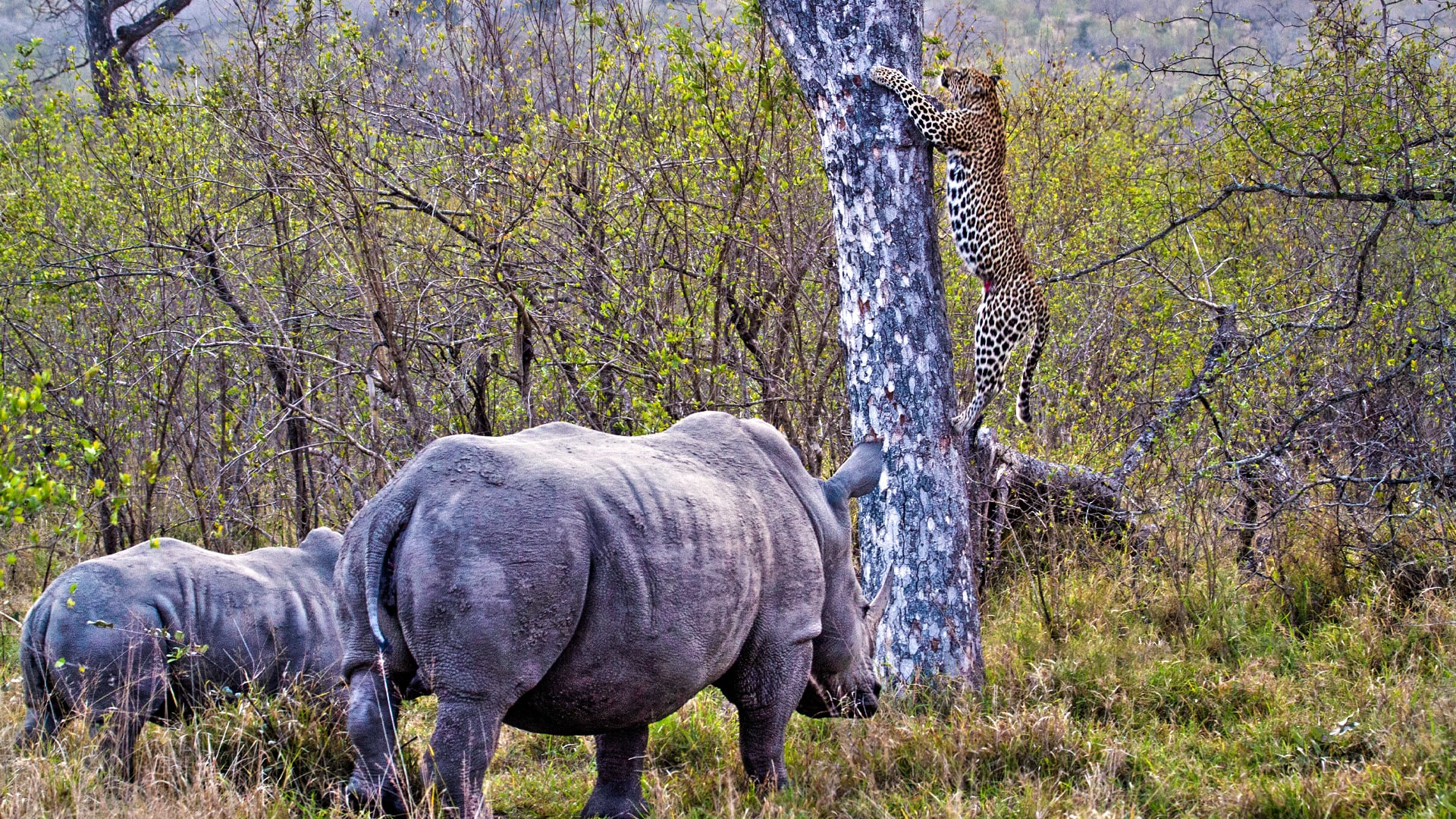 White Rhino Mom Chases Leopard Up a Tree