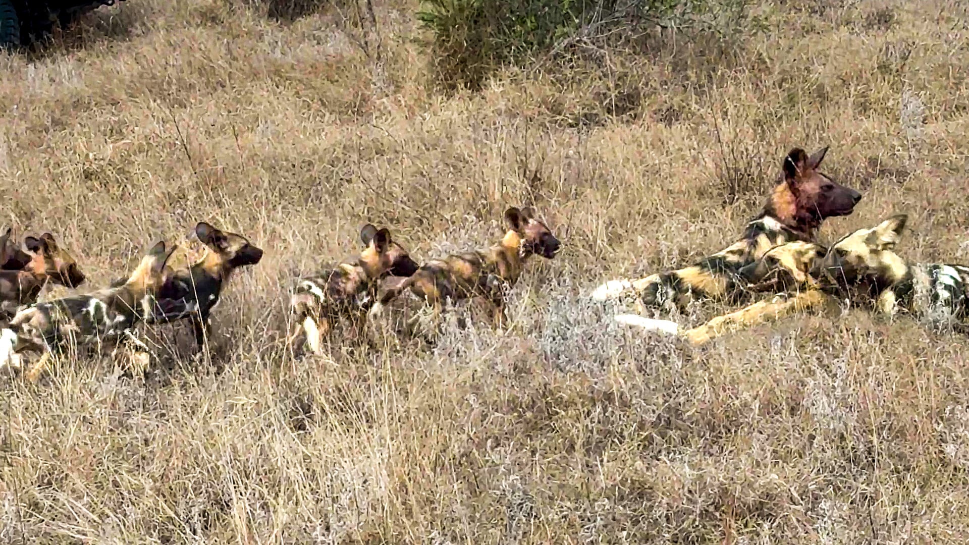 Wild Dogs Family Makes a Huge Noise During Reunion