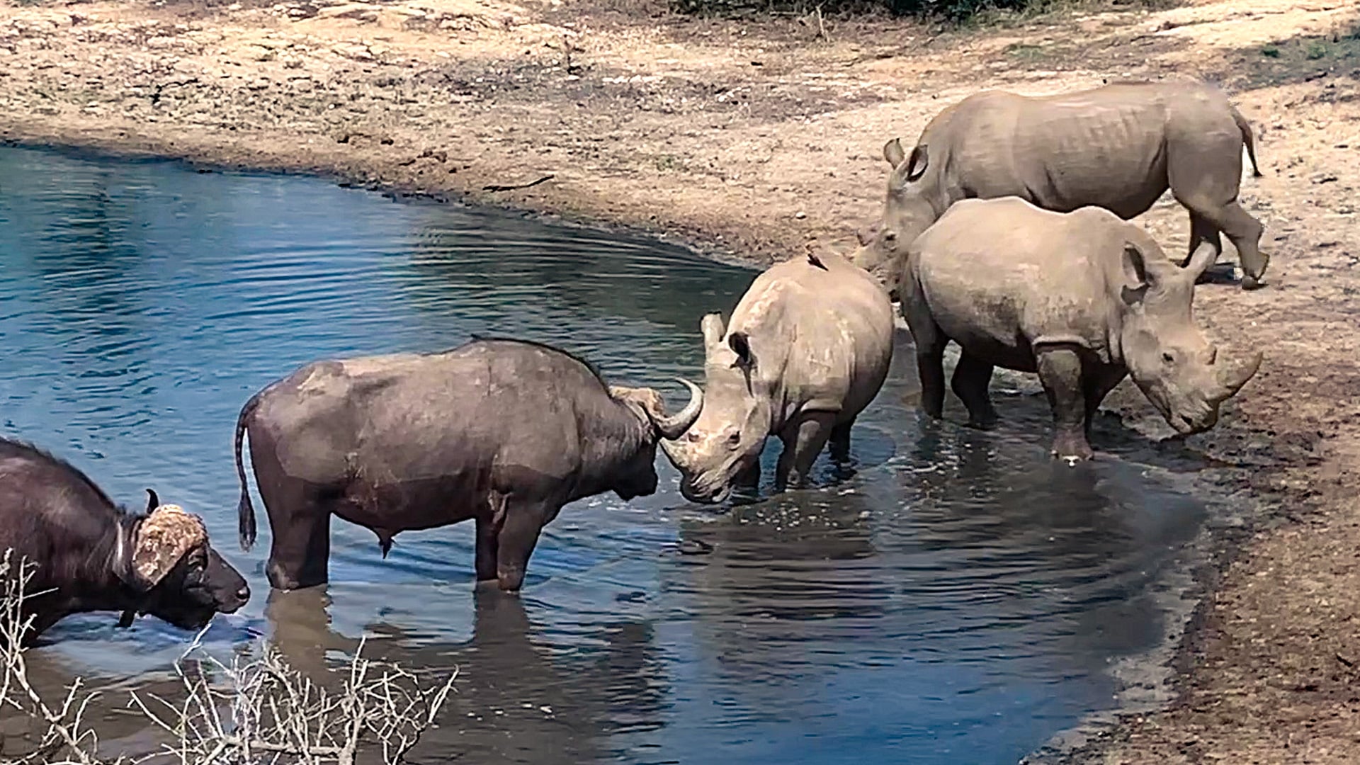 Rhinos Try to Be Friends With Buffalos 
