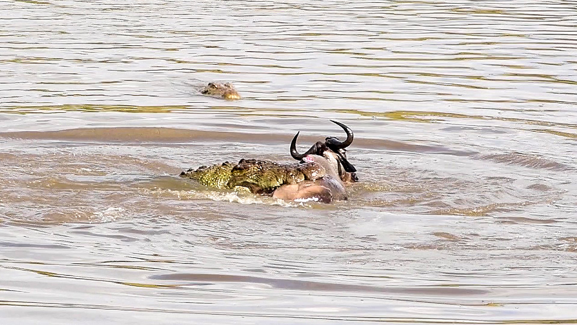 Wildebeest Escapes Crazy Crocodile Attack