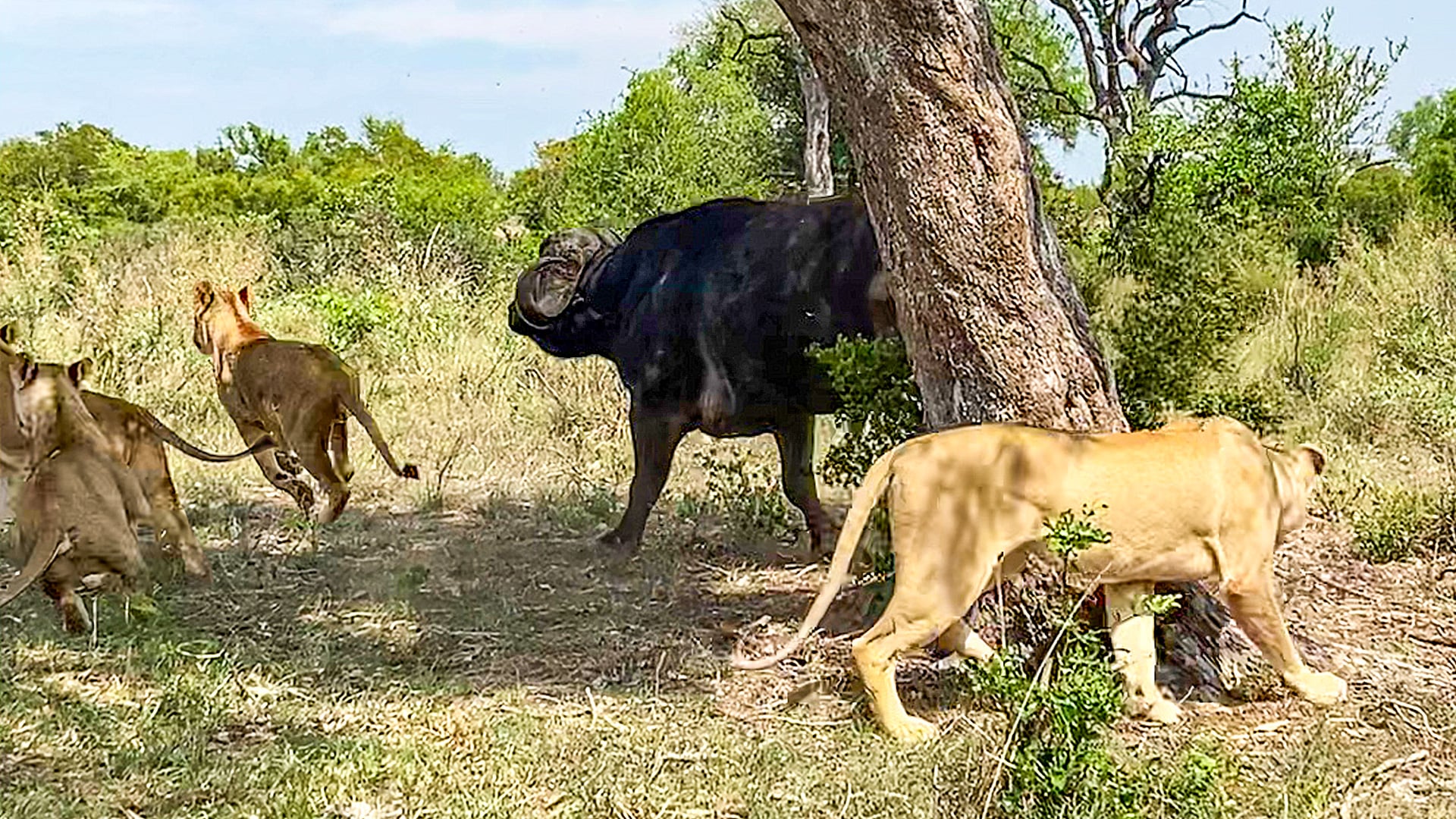 Clever Lioness Outsmarts A Buffalo