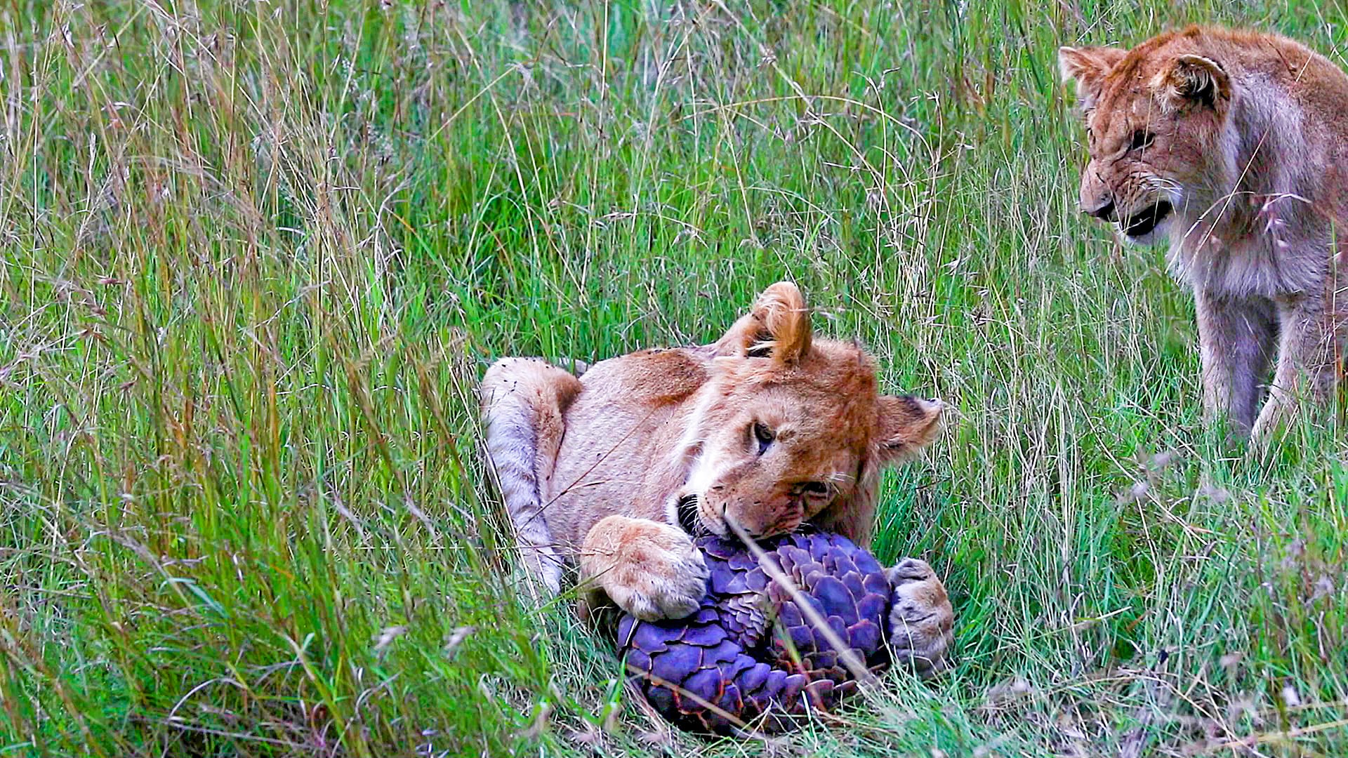 Young Lions Chew on a Pangolin