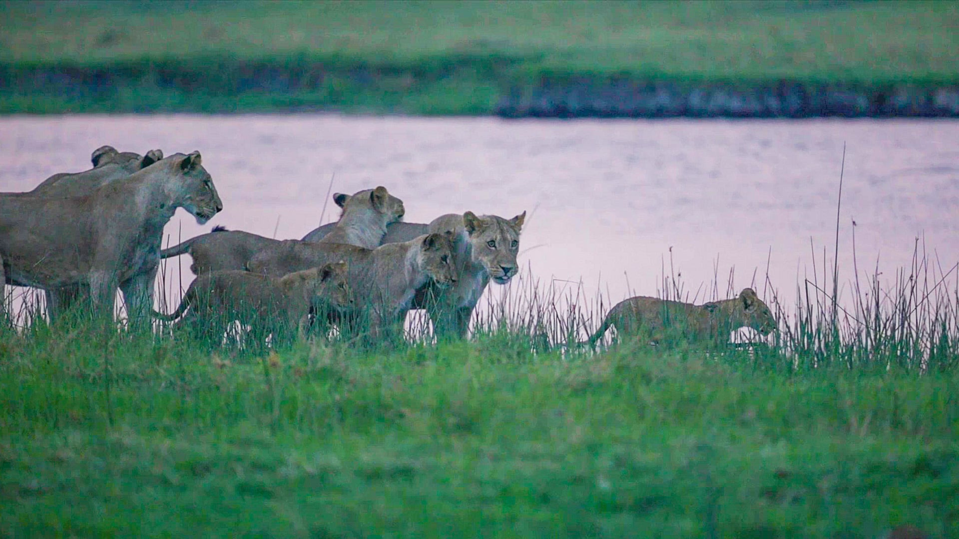 Brave Lion Cub Leads Pride Across a River