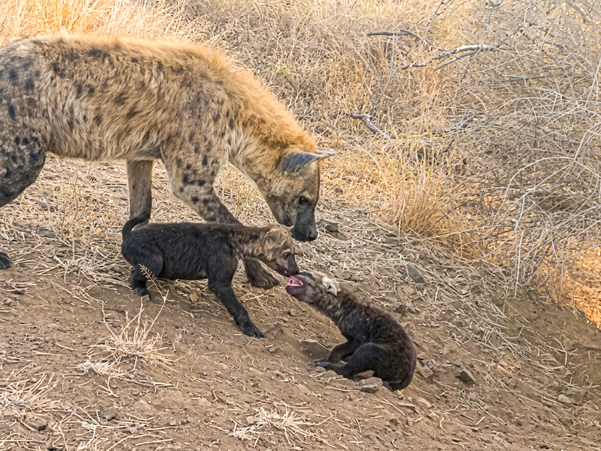 Hyena Cub Squeals When Brother Bites Him
