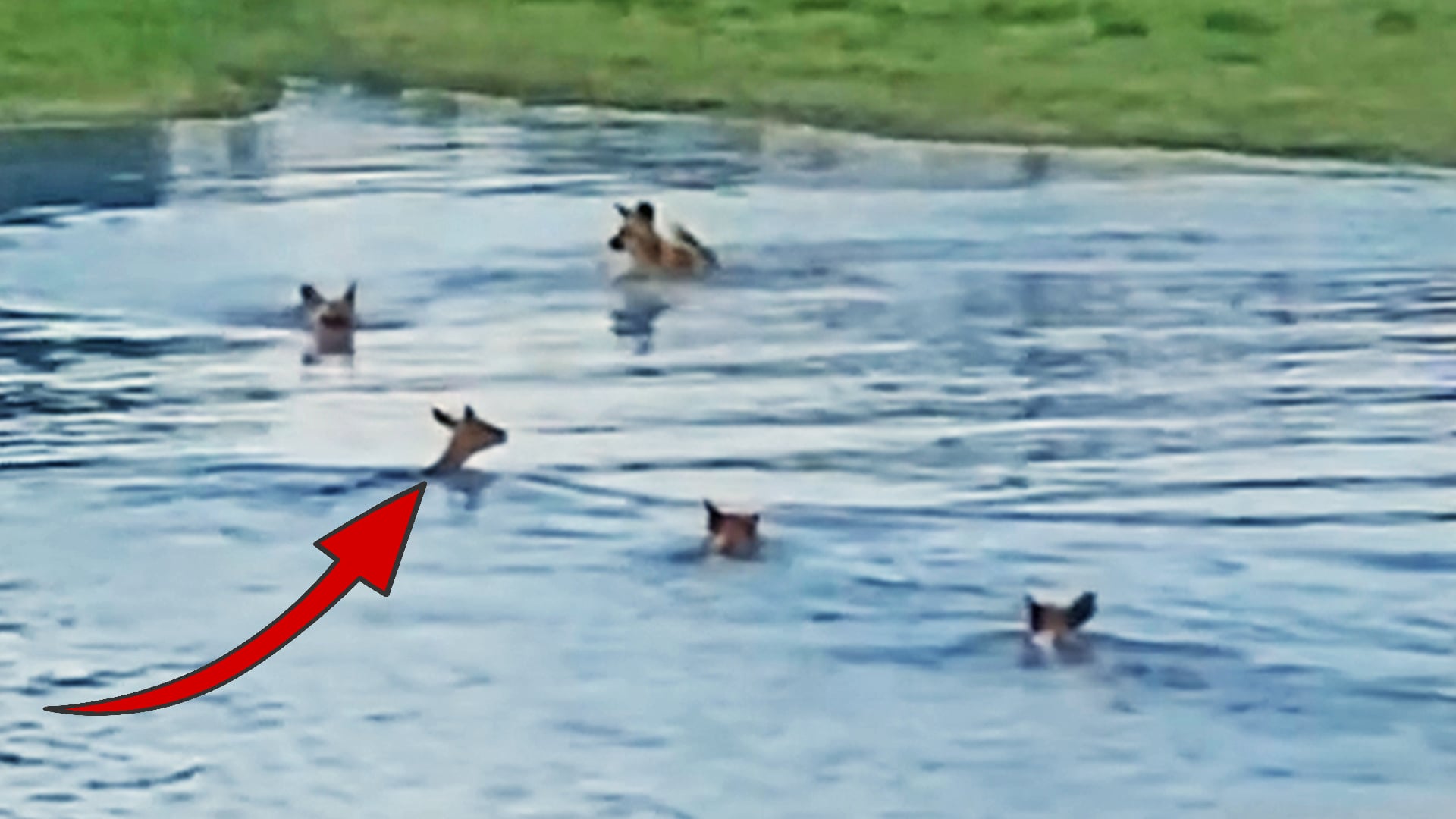 Wild Dogs Surround Impala in a Dam 