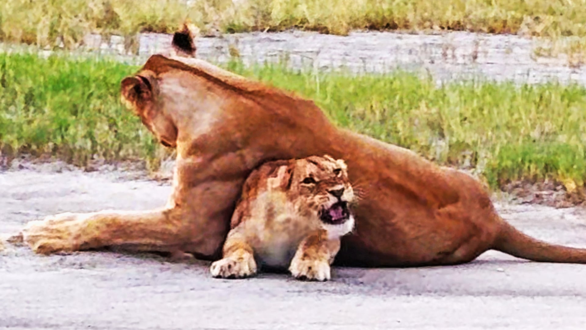 Playful Lion Mom Sits On Her Adorable Cub