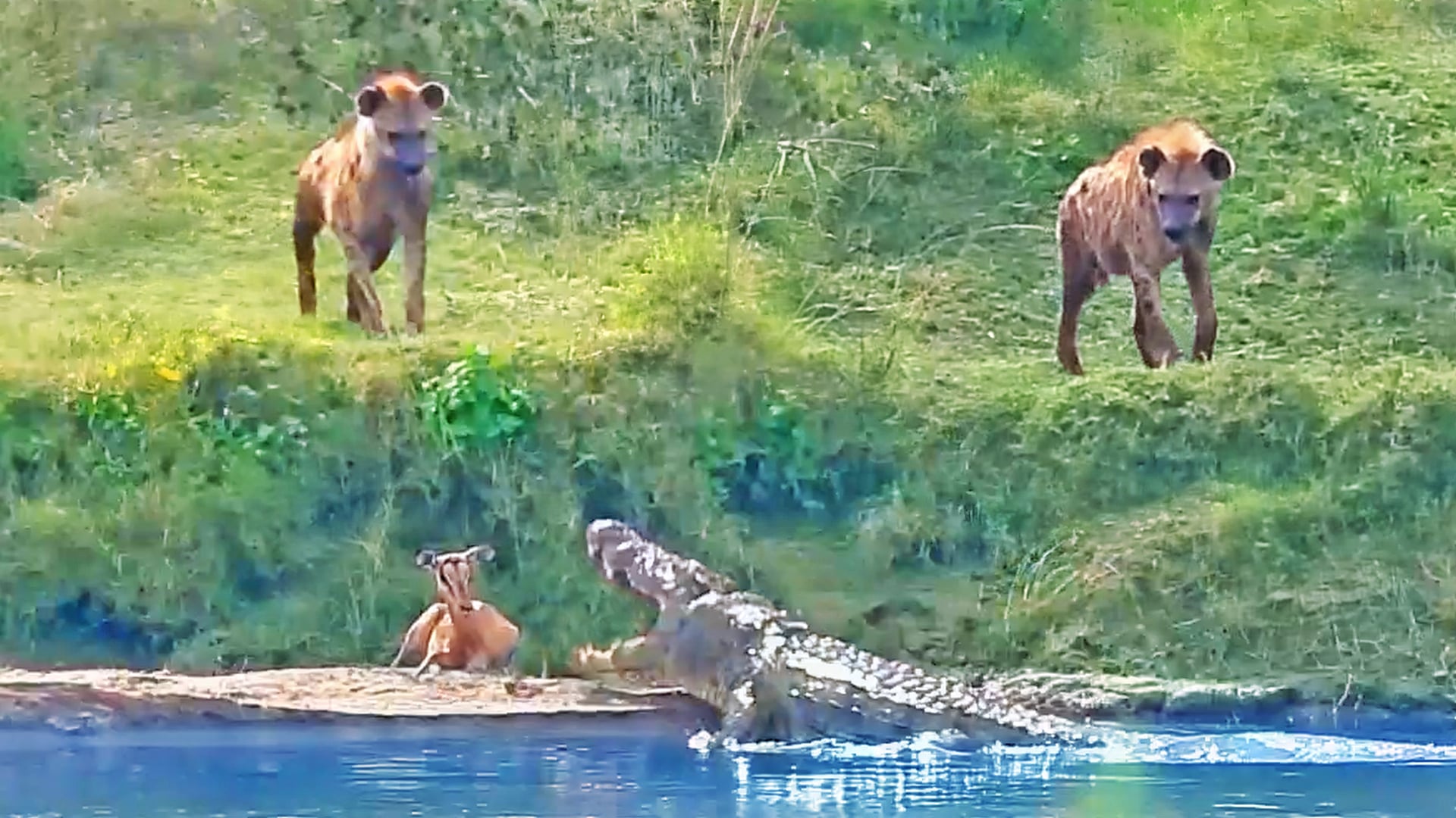 Impala with Broken Leg Chooses Crocodile Over 2 Hyenas