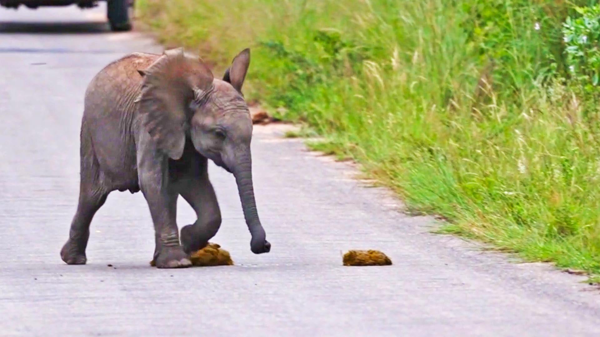 Baby Elephant Kicks Poop in the Road