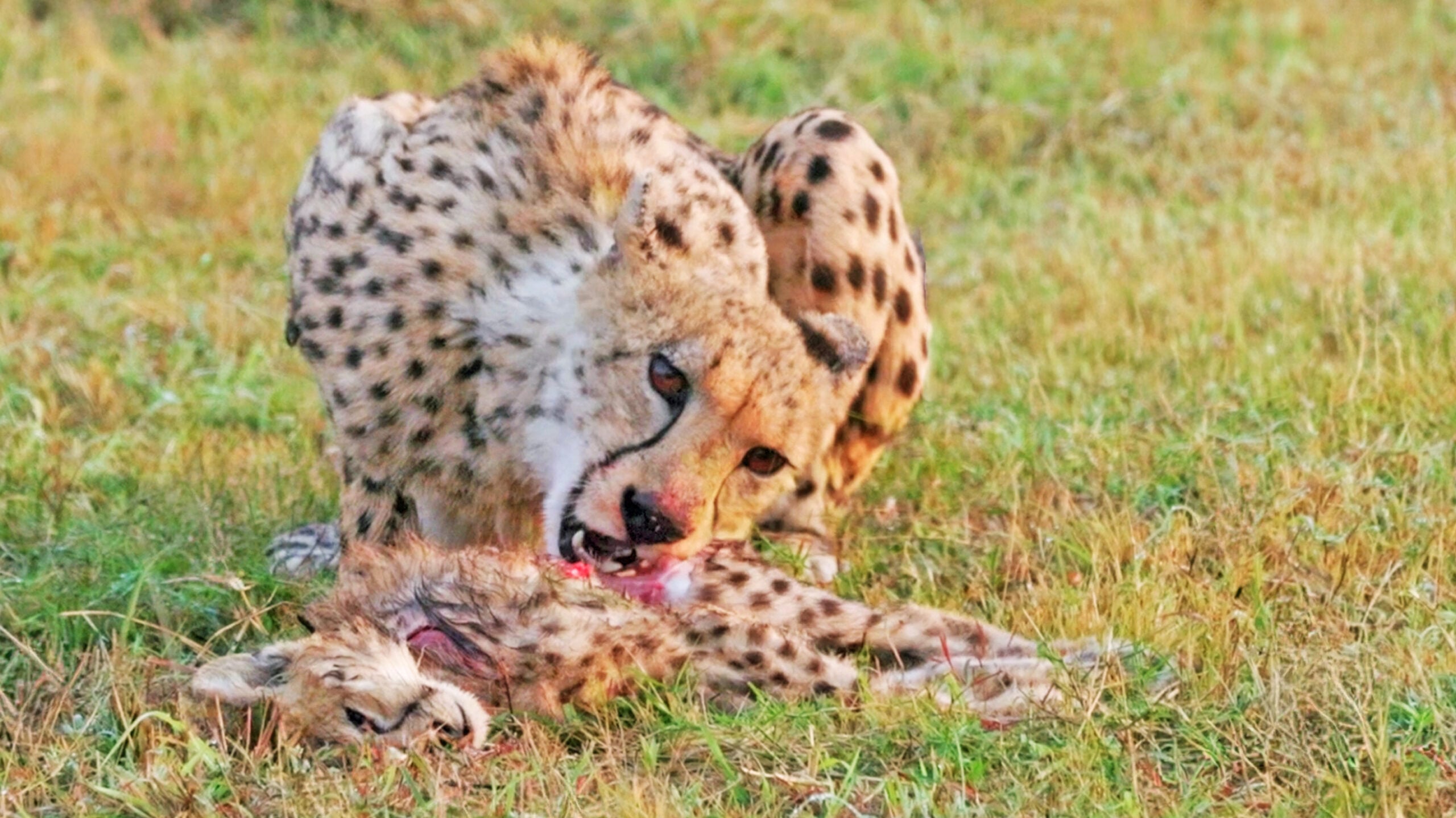 Cheetah Mother Eats Her Own Cub