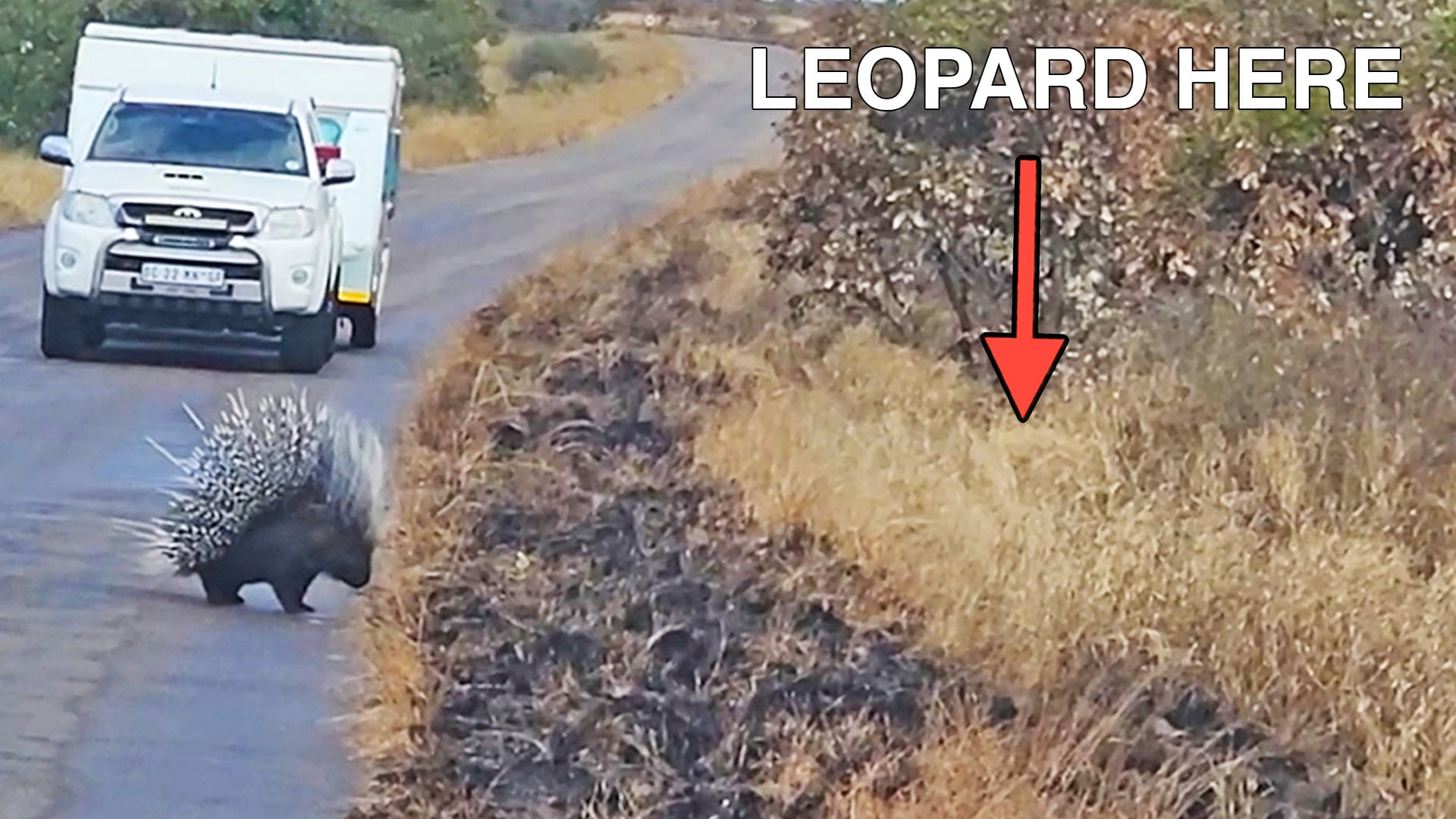 Leopard Tries To Hunt a Porcupine 