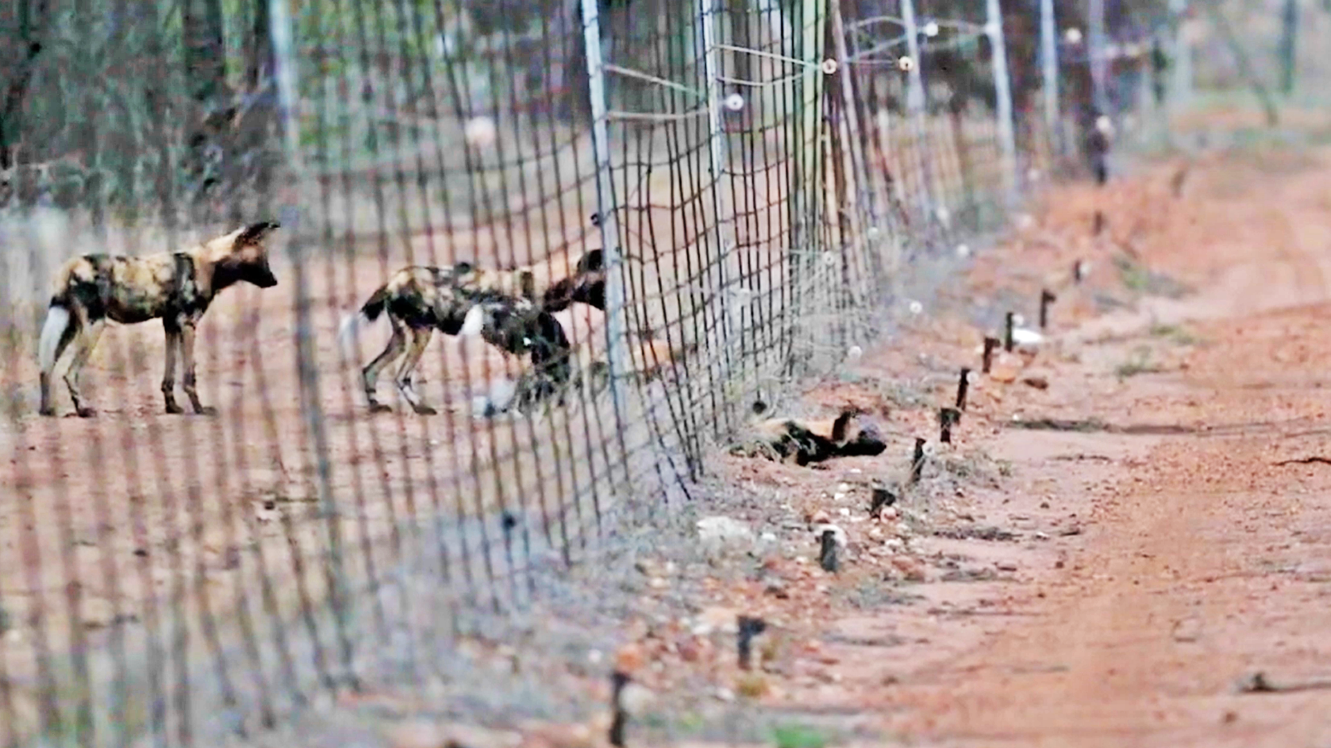 Wild Dogs Cross a Fence to Get Back Home