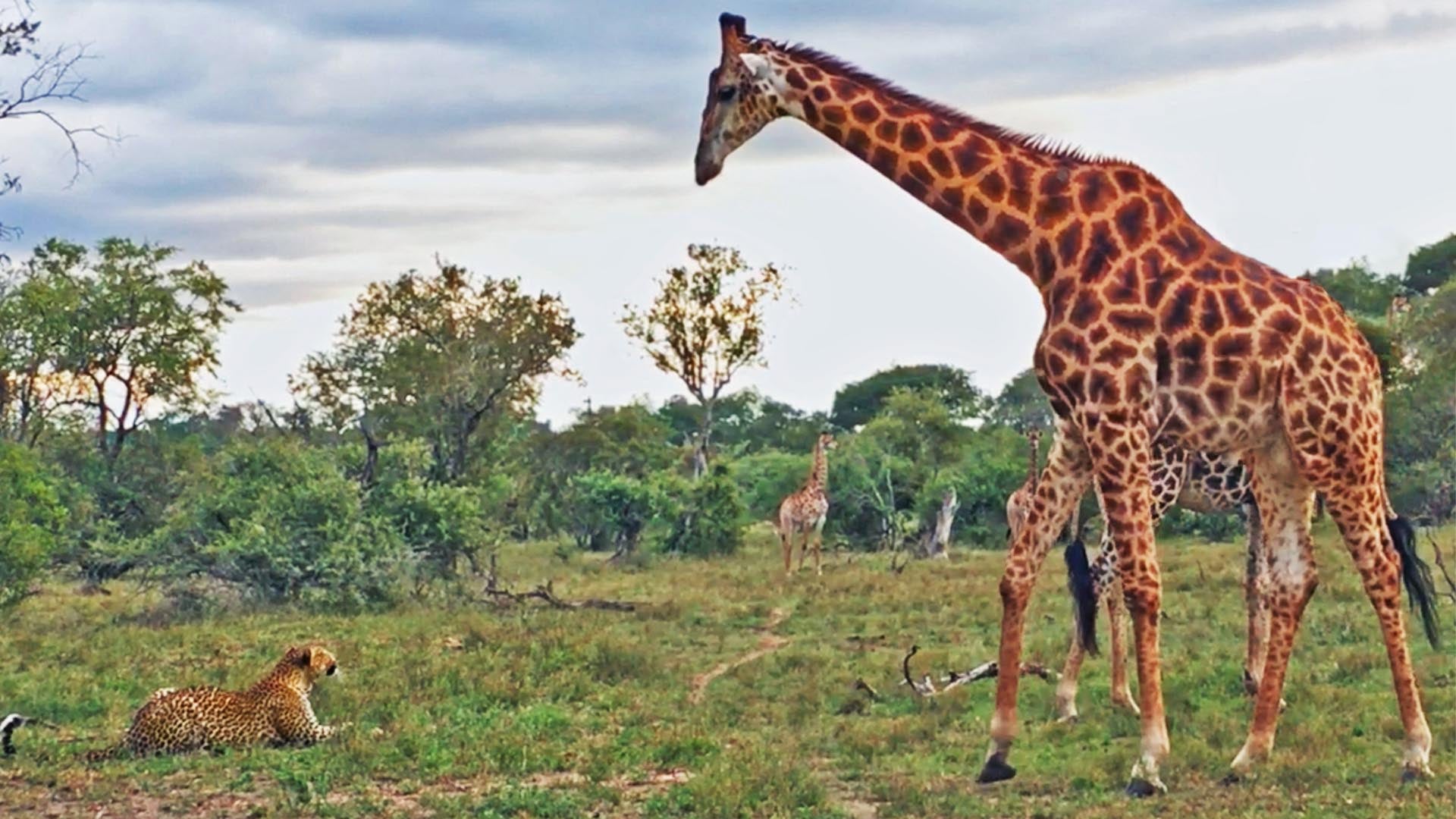 Giraffe Has an Intense Standoff With a Leopard