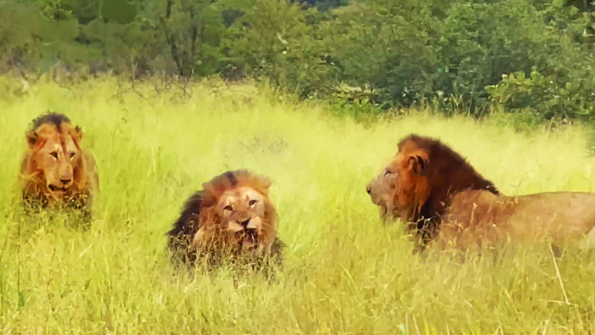 Lions Team Up Against Old Male Rival 