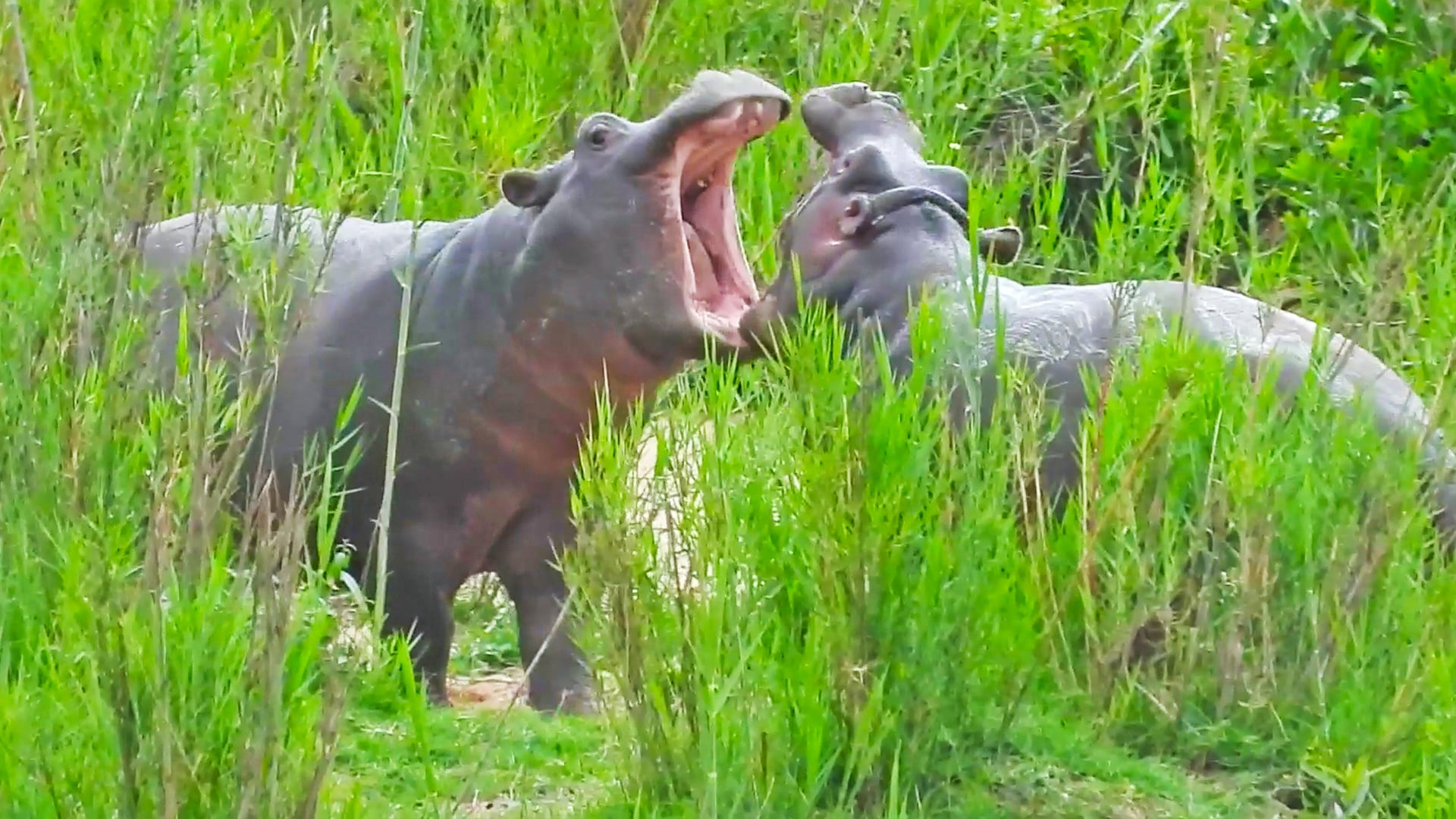 Baby Hippo Bites Friends Butt