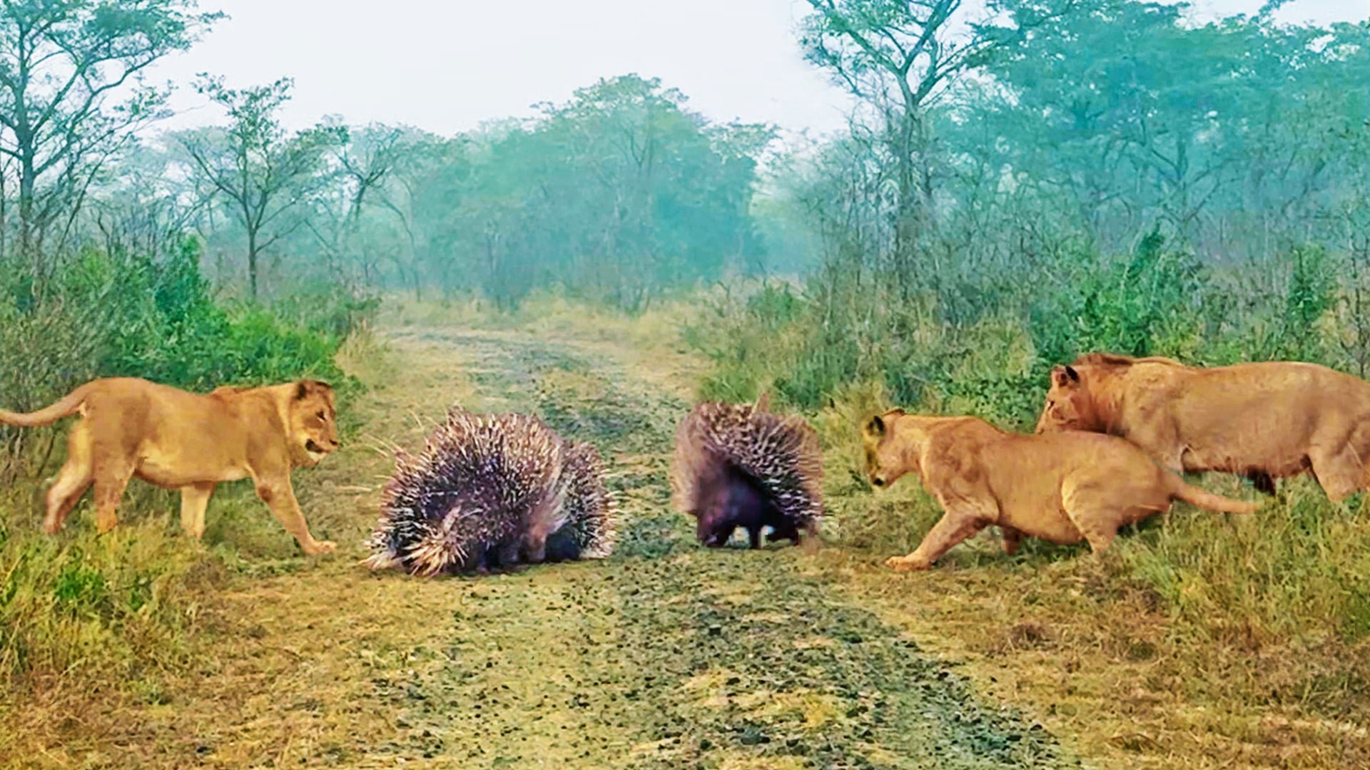 4 Porcupines Teach 3 Lions That They’re The King of The Road