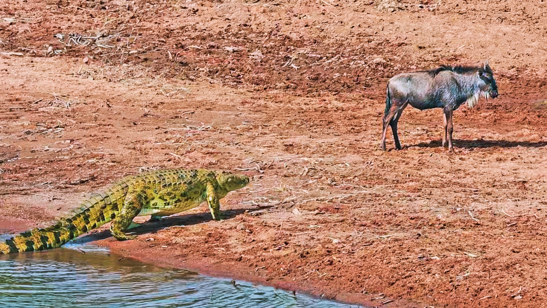 Huge Crocodile Stalks Wildebeest Like a Lion on Land