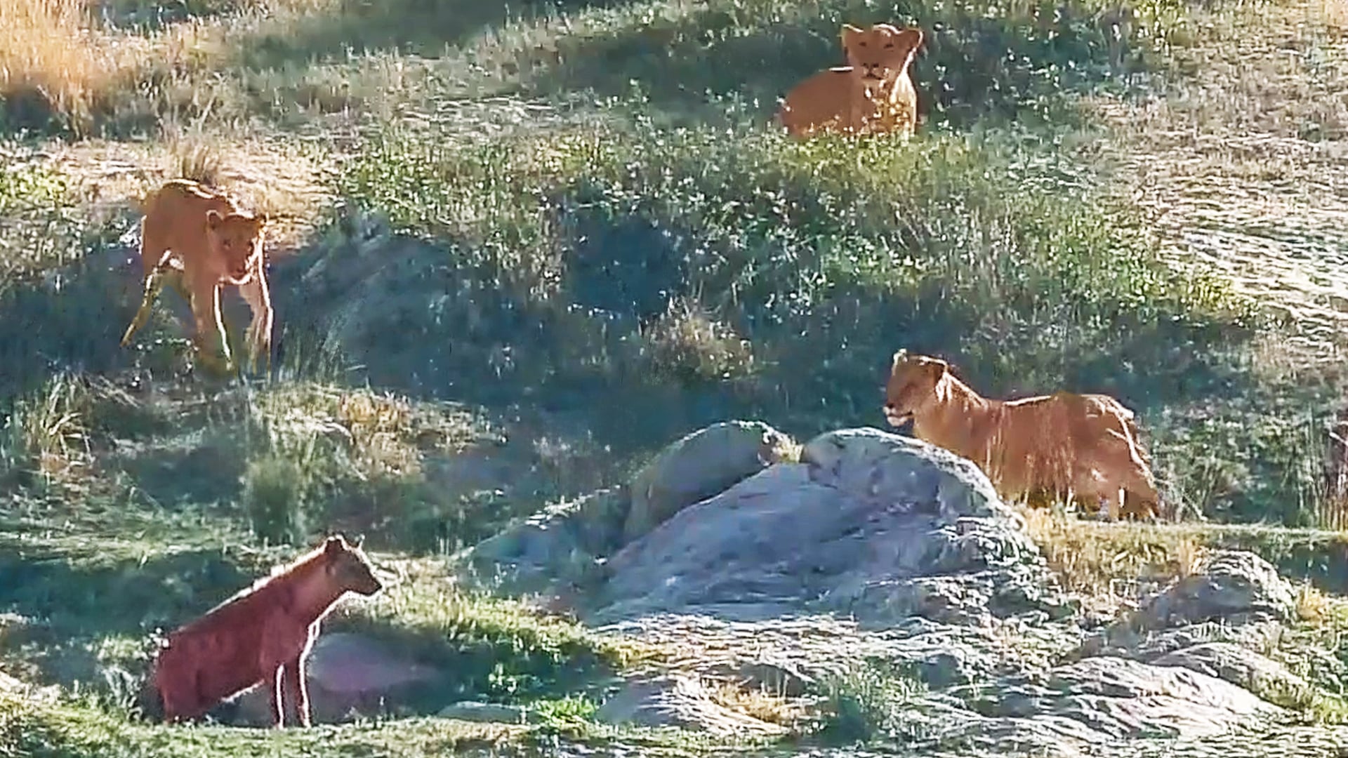 Lions Surround Hyena Without Even Noticing