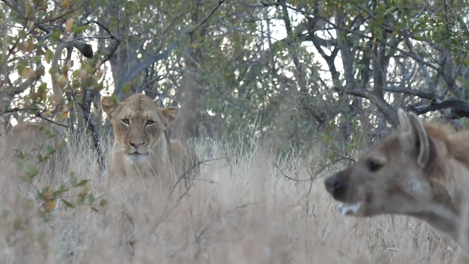 Fearless Hyena Clan Defend Their Den from Lions