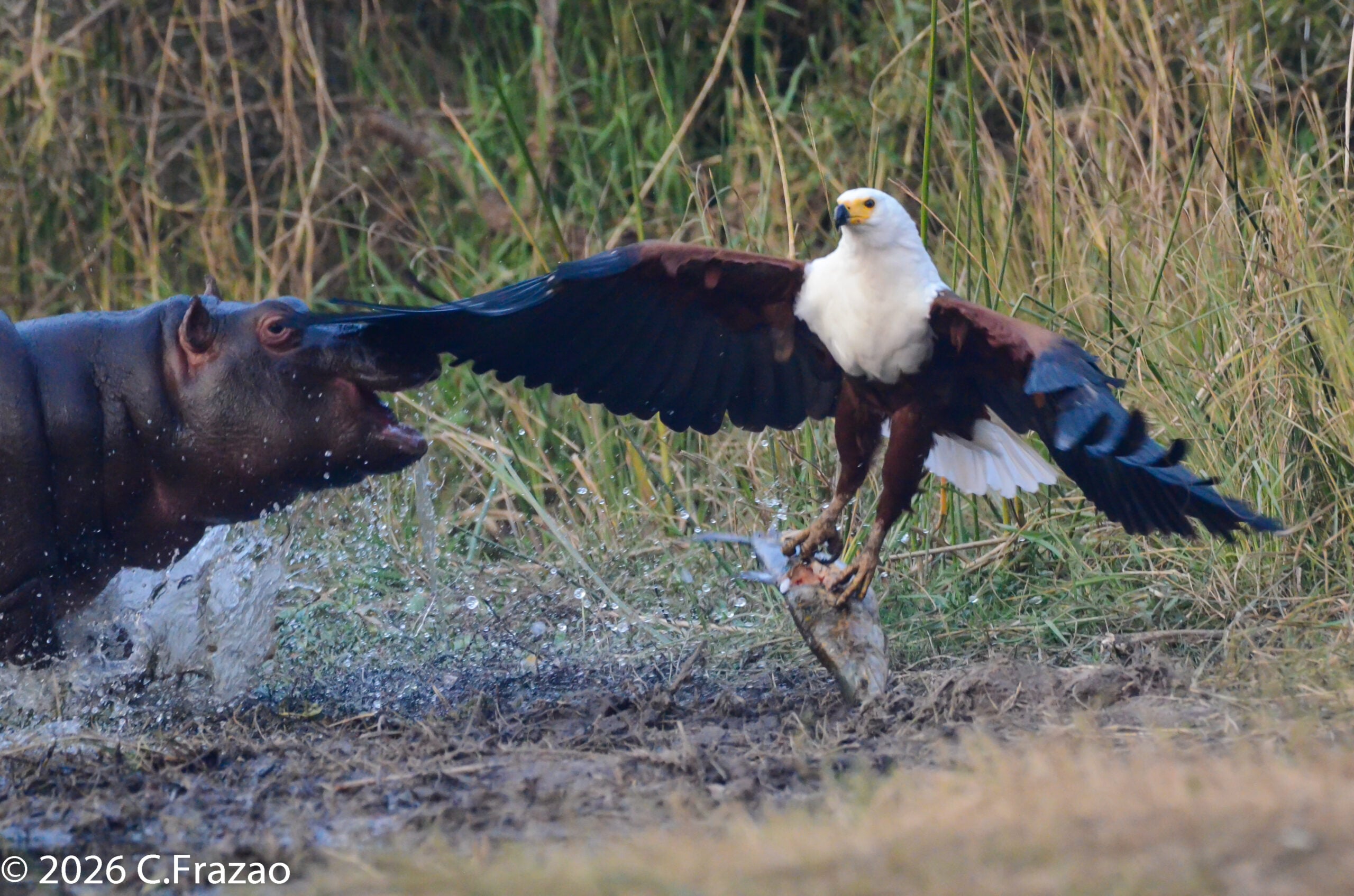 Adorable Baby Hippos Scare Off A Hungry Fish Eagle