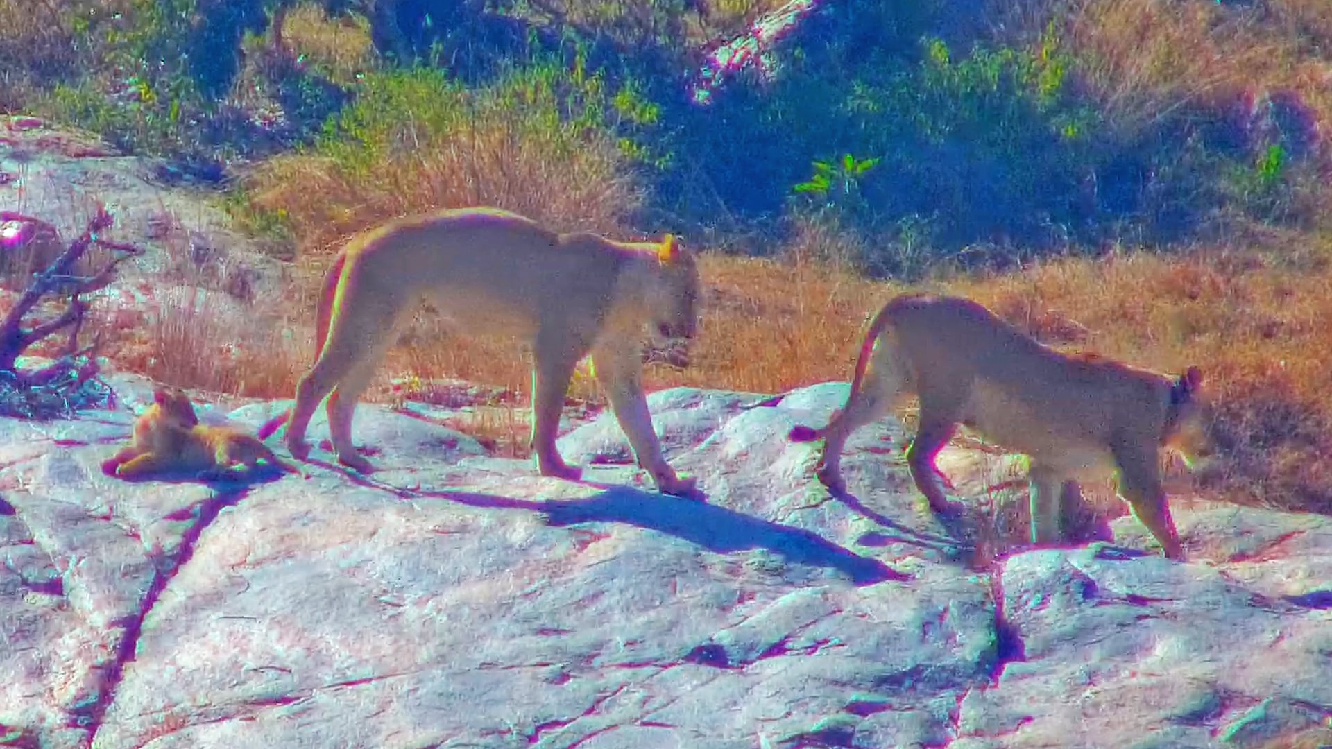 Lion Mom Leaves Her Cub Behind