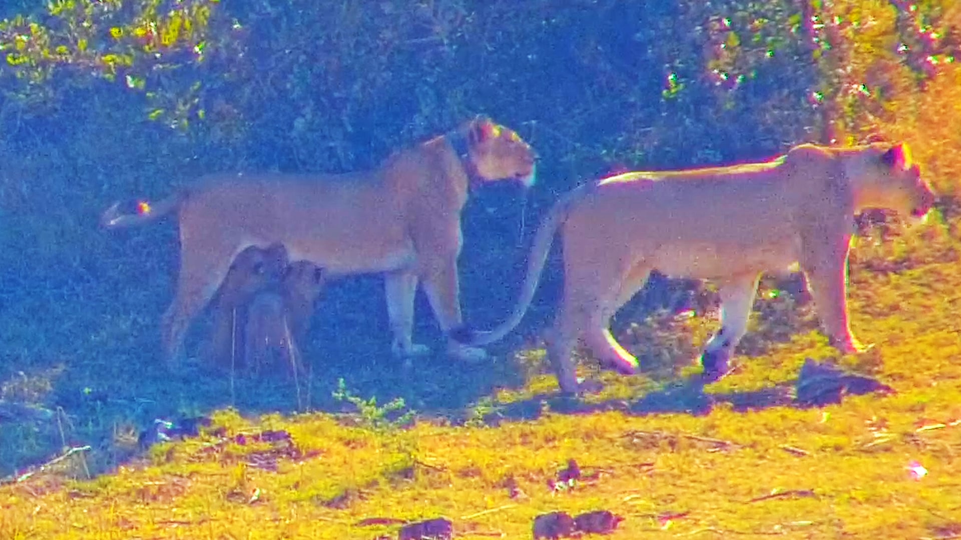 Adorable Lion Cubs Wrestle While Nursing