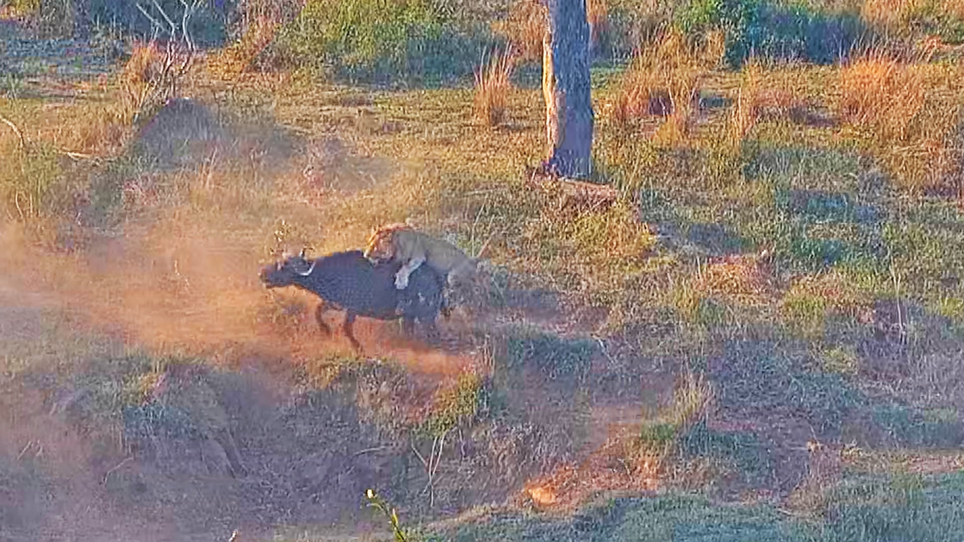 Brave Buffalos Chase a Male Lion After Failed Hunt