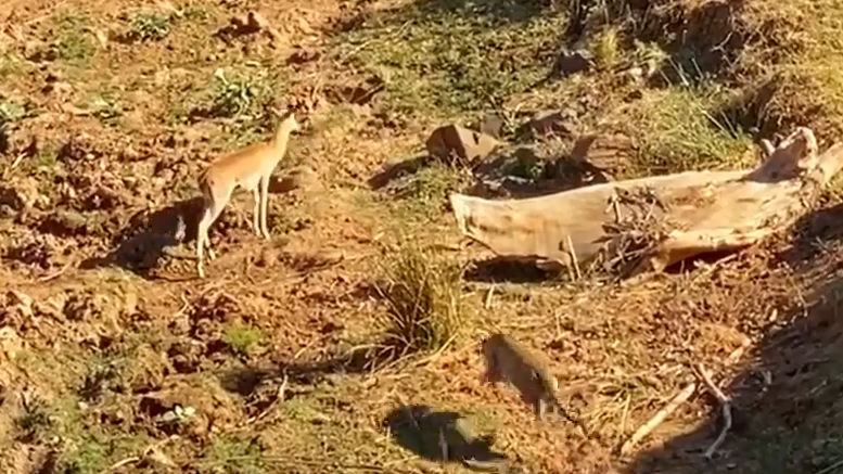 Leopard Stalks and Catches An Impala