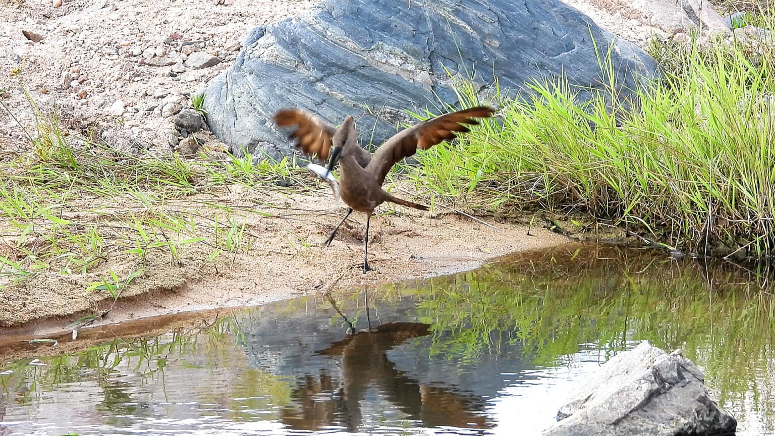 mongoose-tries-to-steal-fish-from-a-bird