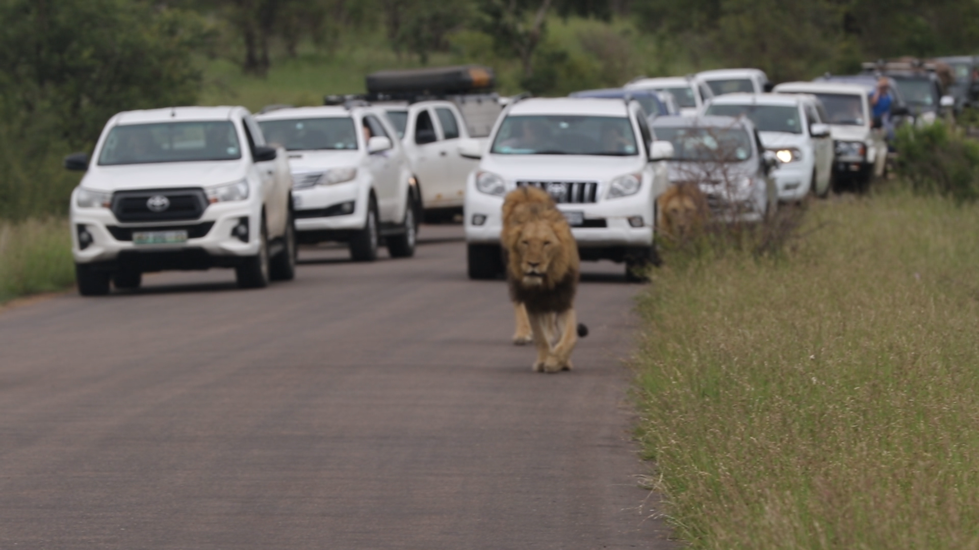 Three Huge Male Lions Bloack Traffic in the Road