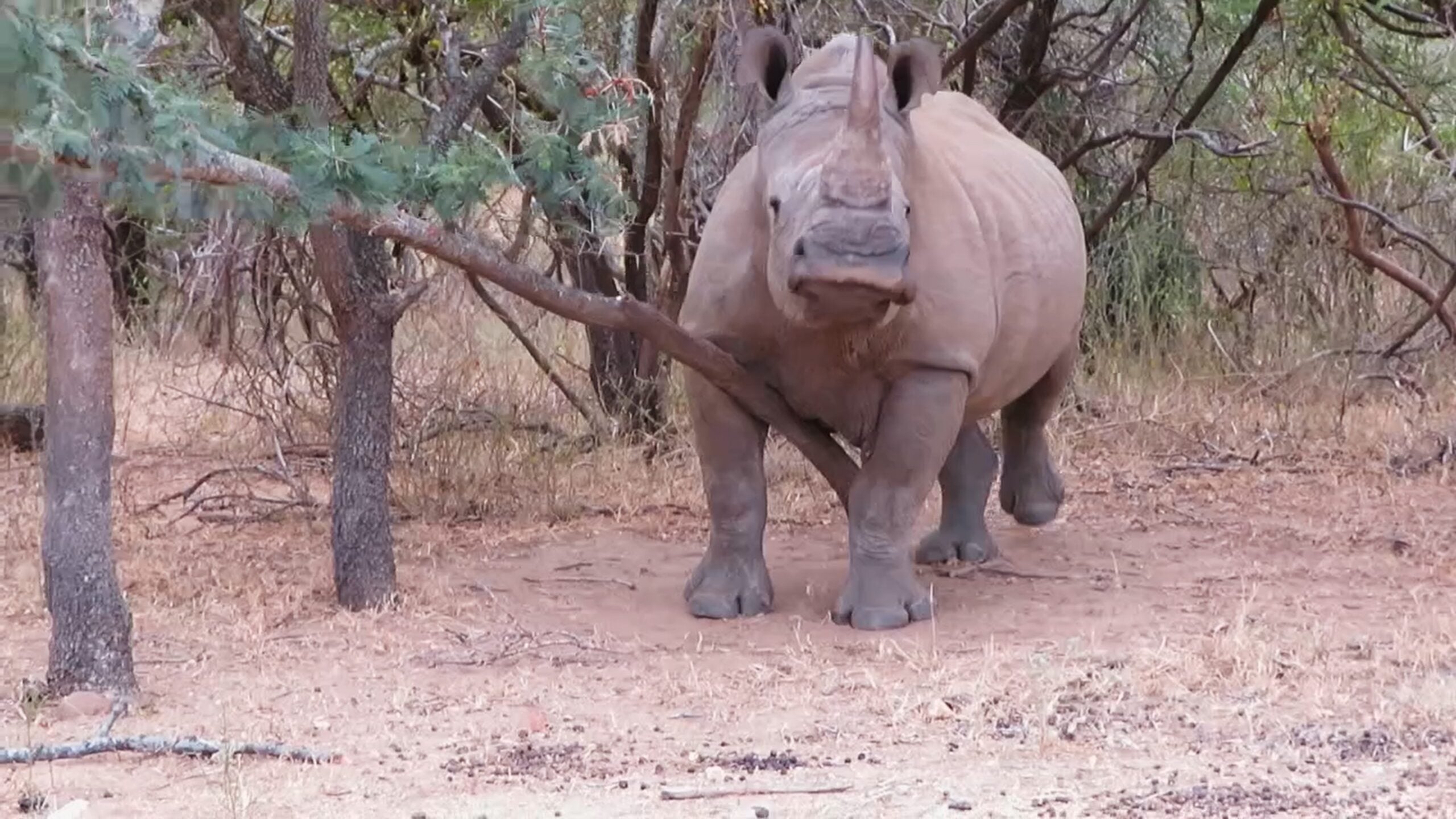 Rhino Finds Perfect Way to Scratch An Itch